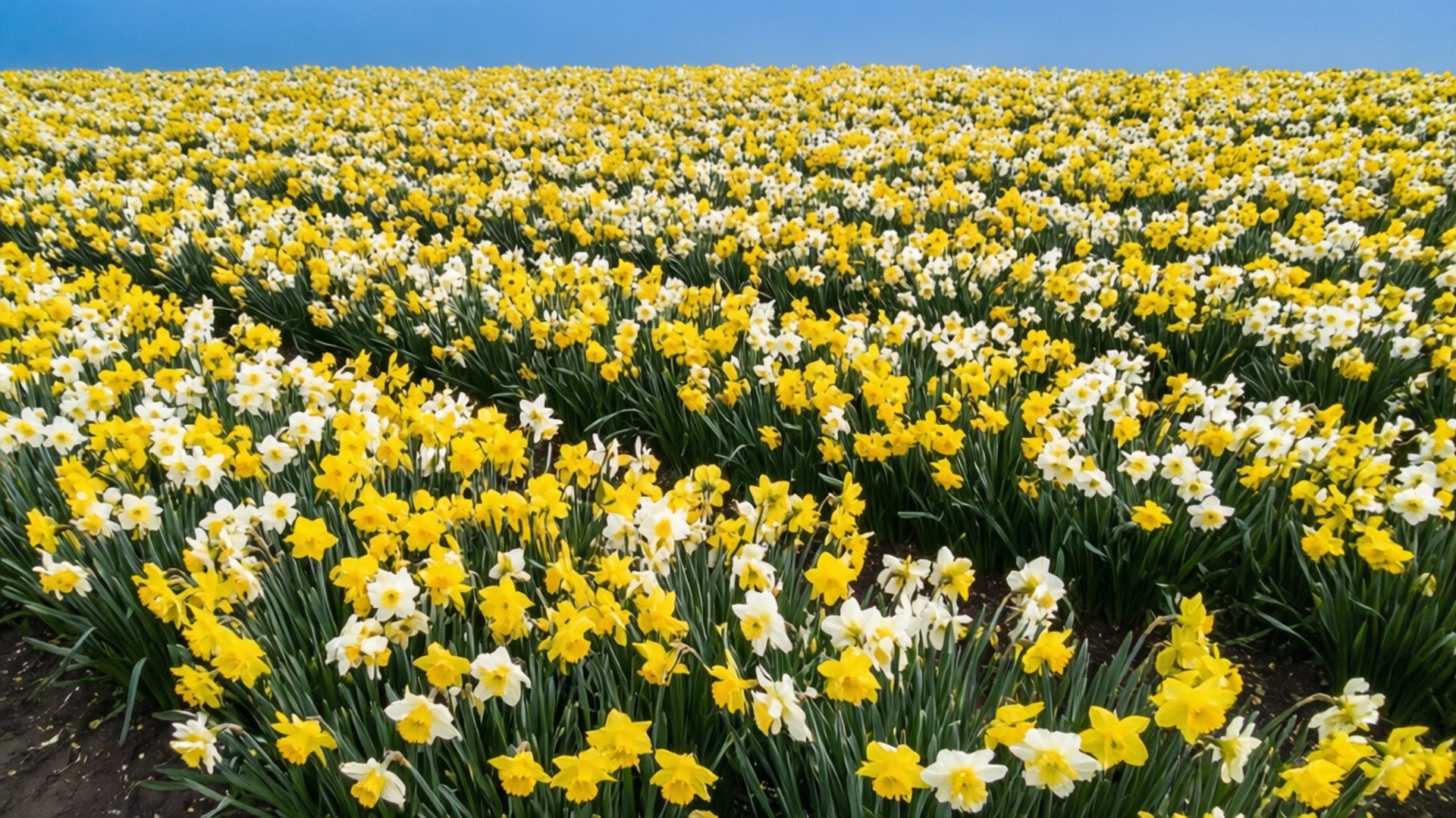 daffodil garden, yellow daffodils, white daffodils, Full HD Desktop Wallpaper