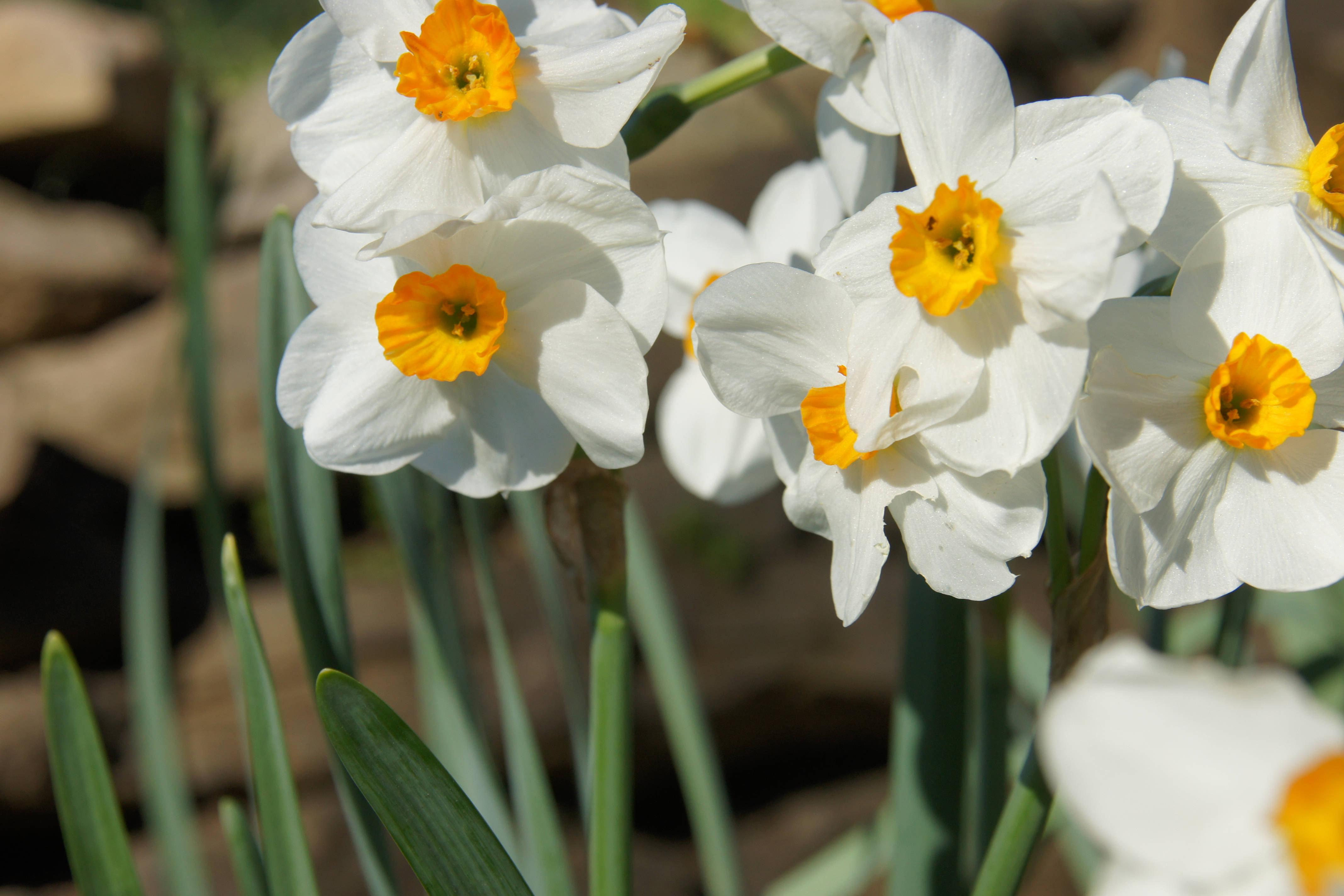 white daffodils, bright yellow centers, soft sunlight, 4K Desktop Wallpaper