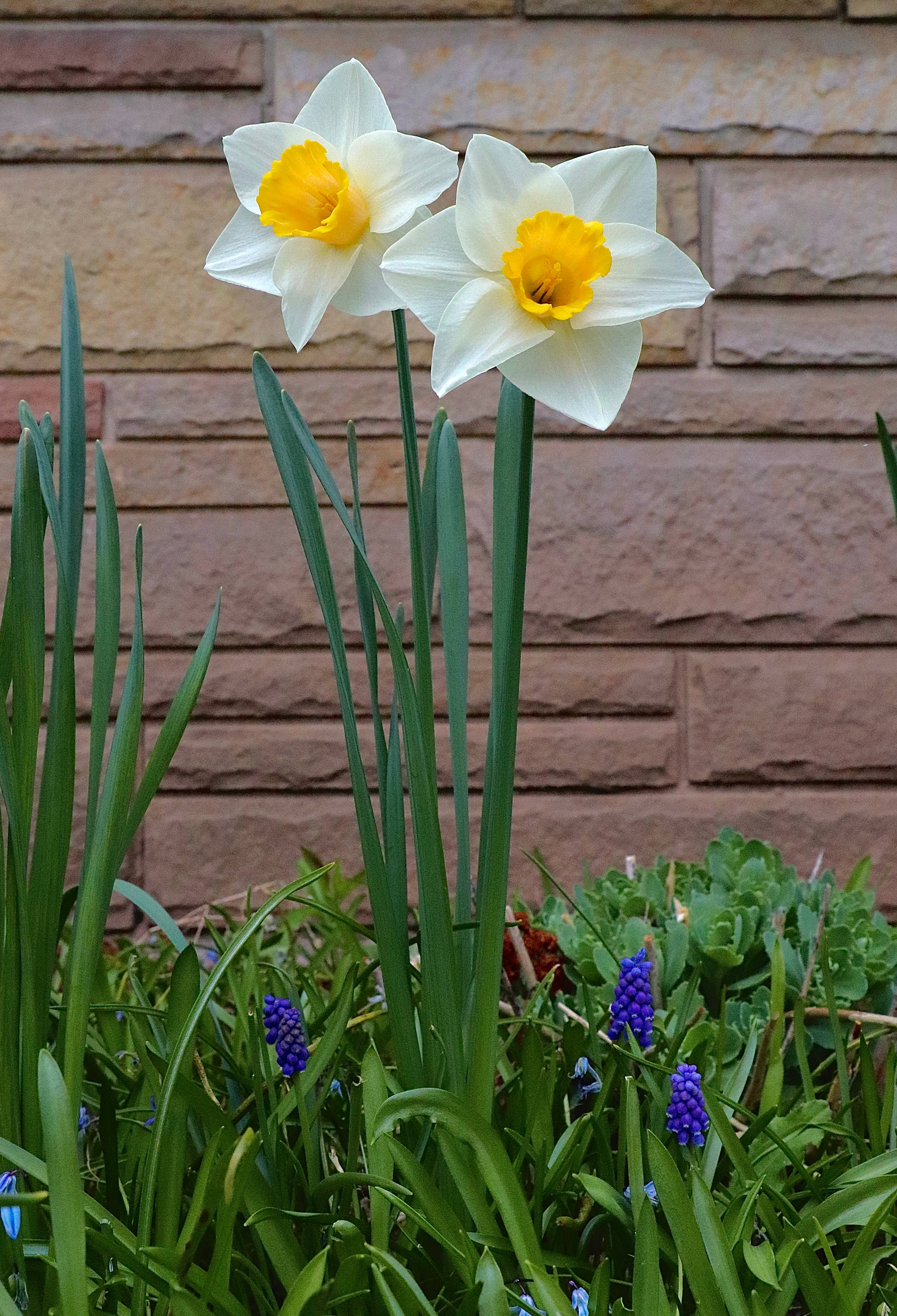 daffodil, white, bright yellow, 5K Phone Wallpaper