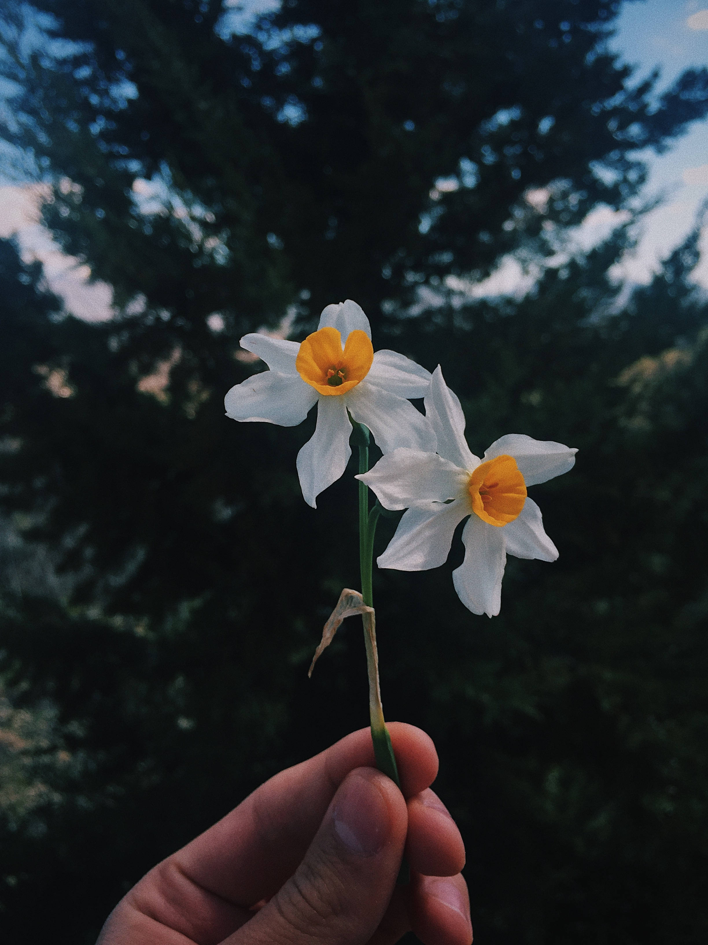 daffodils, white daffodils, bright yellow centers, 2K Phone Wallpaper