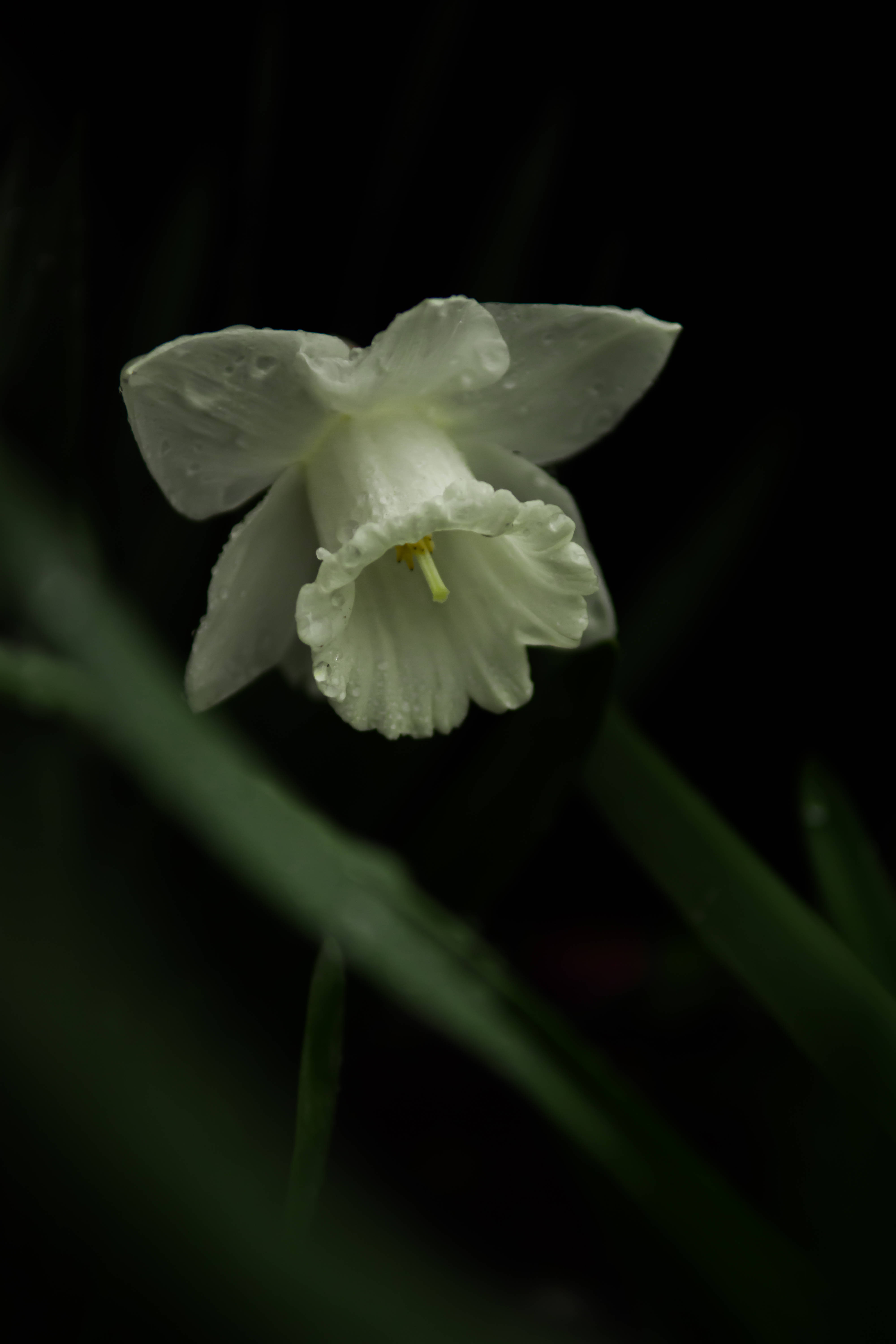 monochrome white daffodil, white daffodil, dew drops, 5K Phone Wallpaper