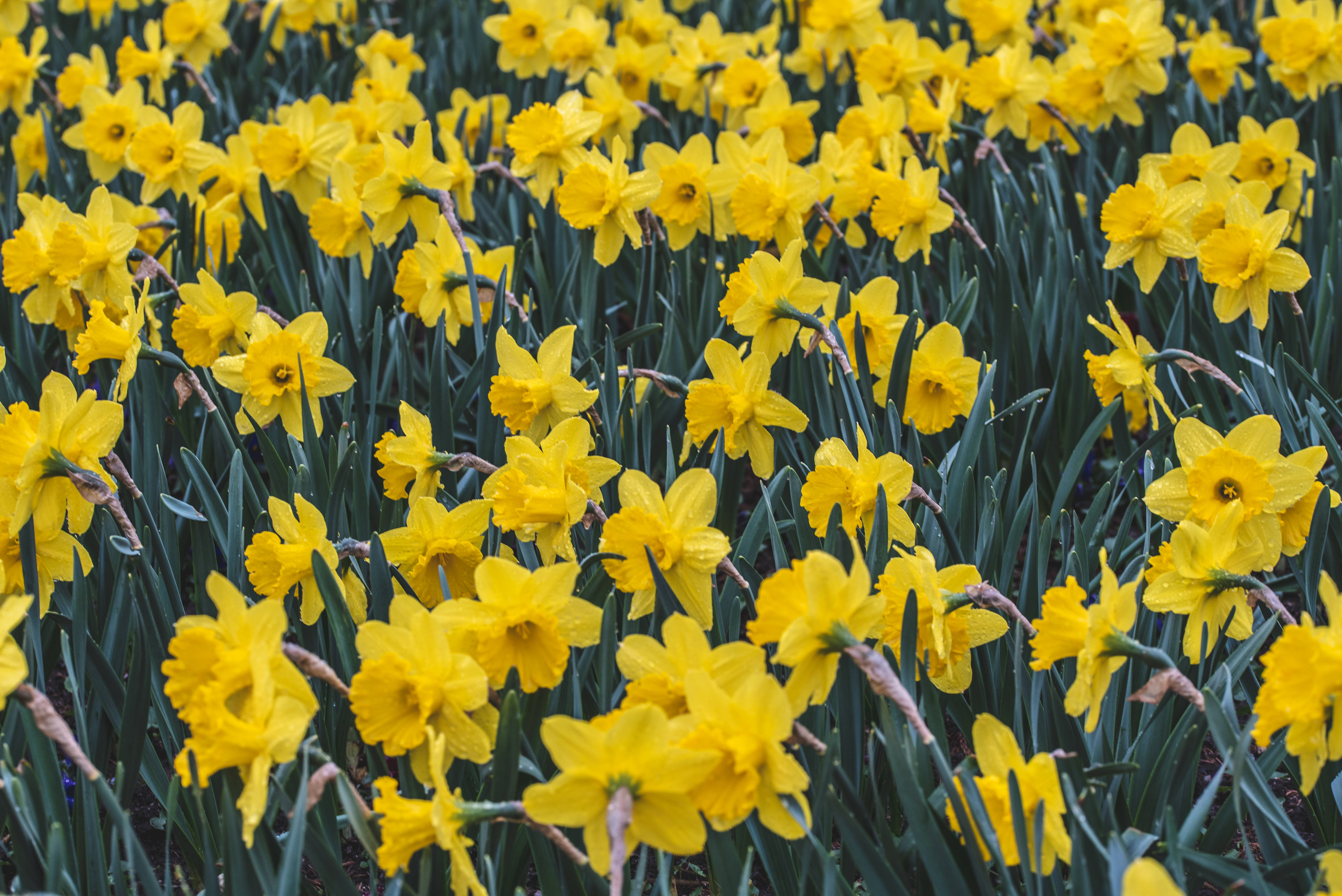 daffodils, yellow, green stems, 5K Desktop Wallpaper