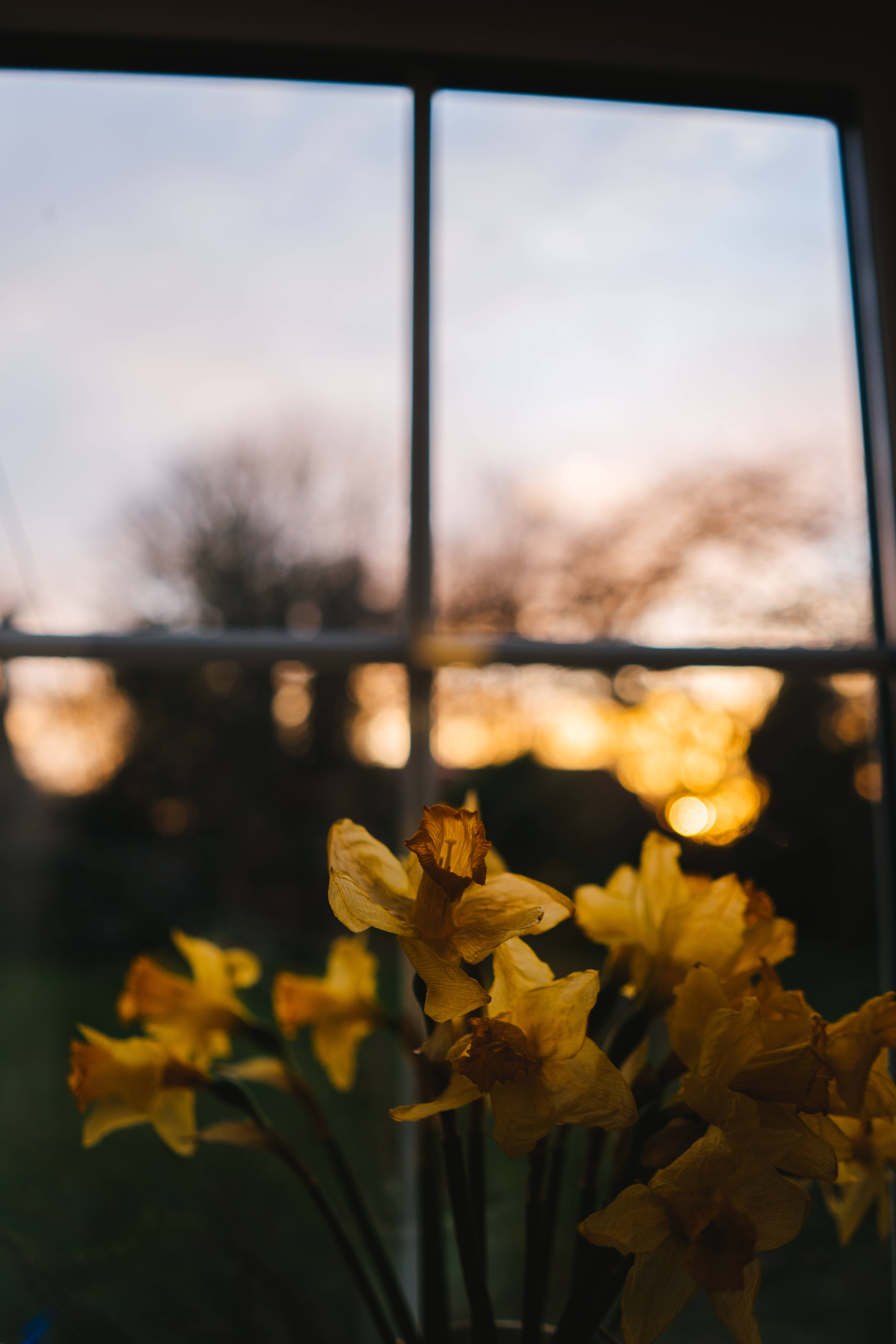 daffodils, golden, soft focus, 5K Phone Wallpaper