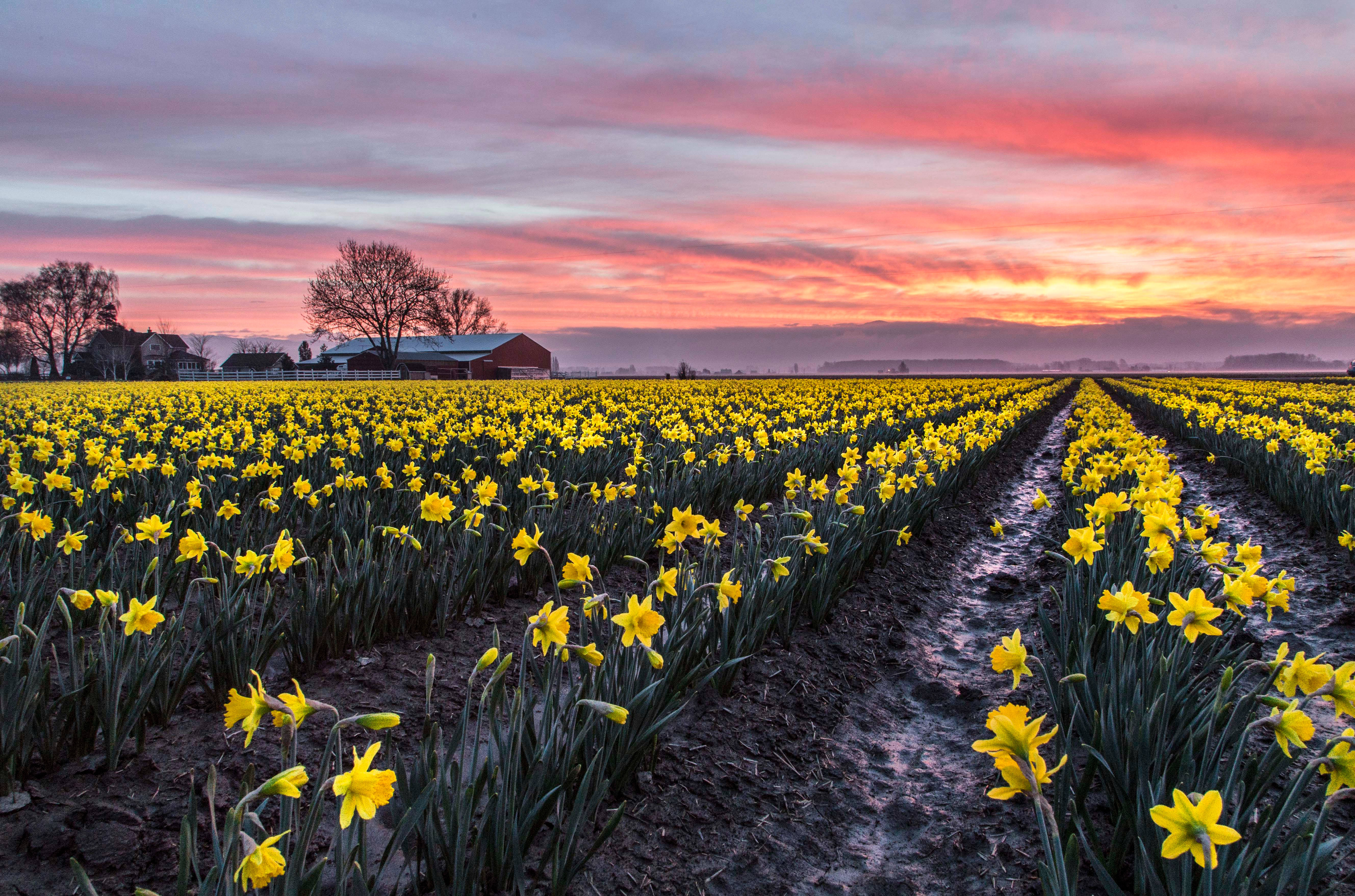 yellow daffodils, farmhouse, fiery pink and orange sunset sky, 5K Desktop Wallpaper
