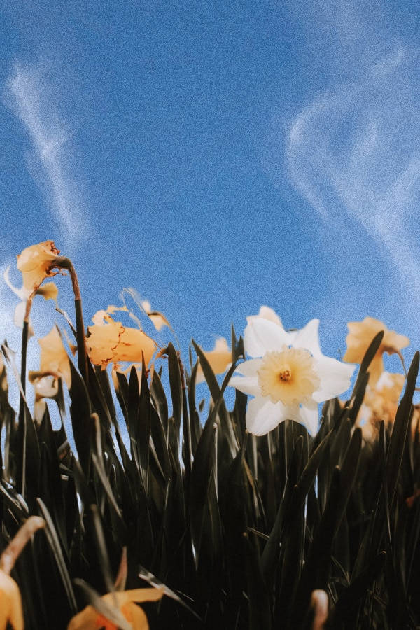white daffodil, vivid blue sky, wispy clouds, SD Phone Wallpaper
