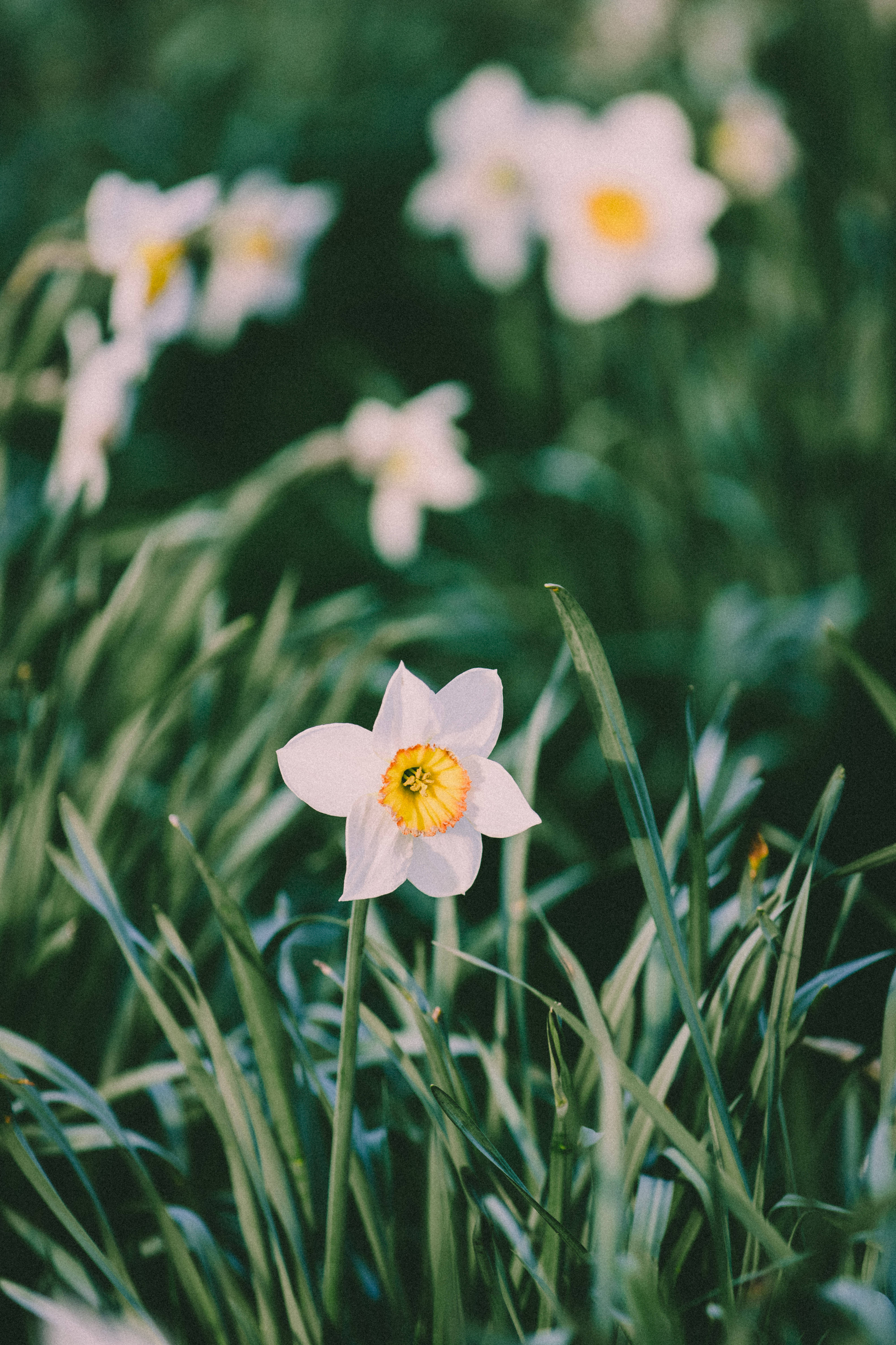 wild white daffodils, white daffodil, bright yellow center, 5K Phone Wallpaper