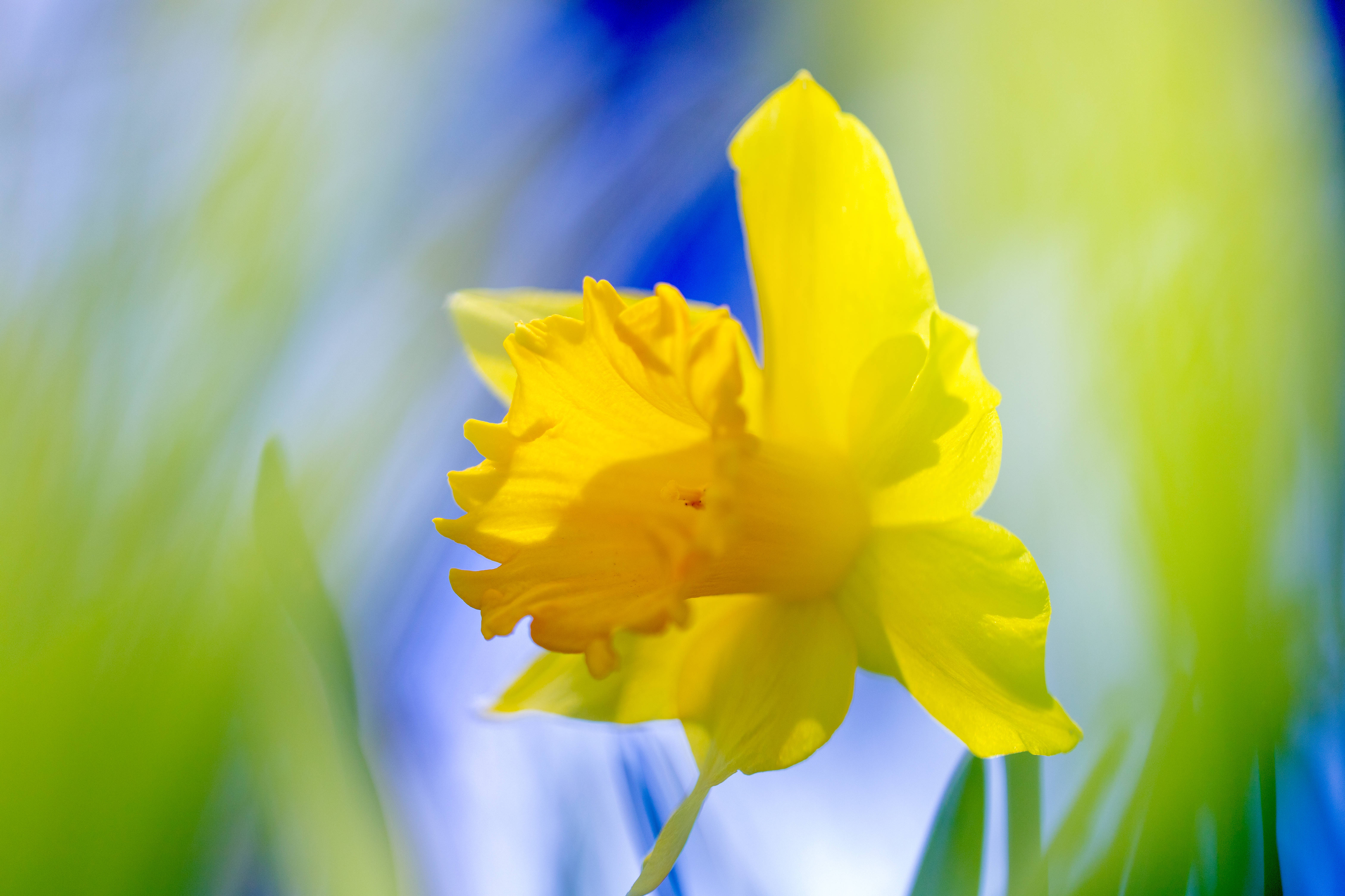 daffodil, tilt shift lens, vibrant yellow, 5K Desktop Wallpaper