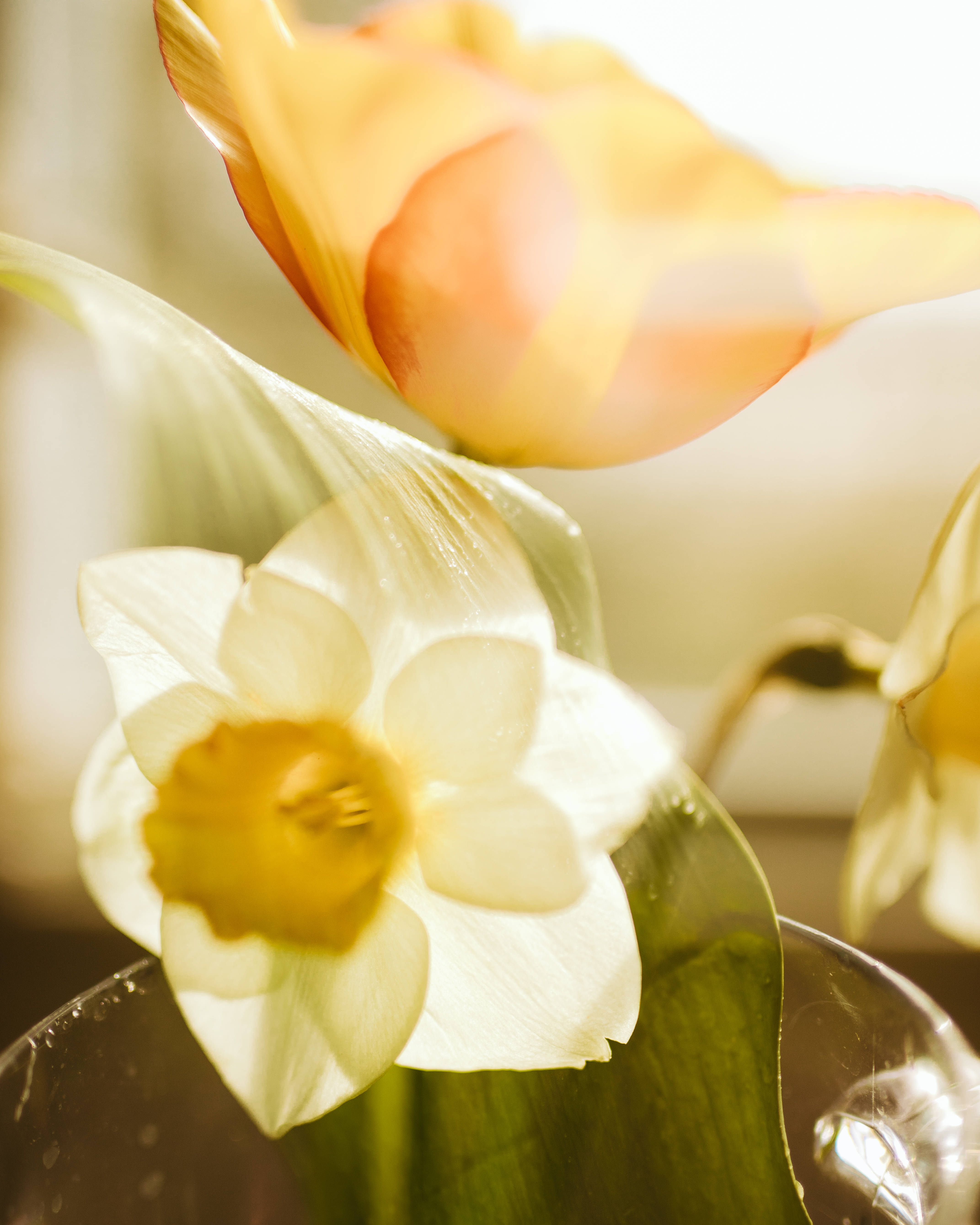 daffodil, orange tulip, glass vase, 5K Phone Wallpaper