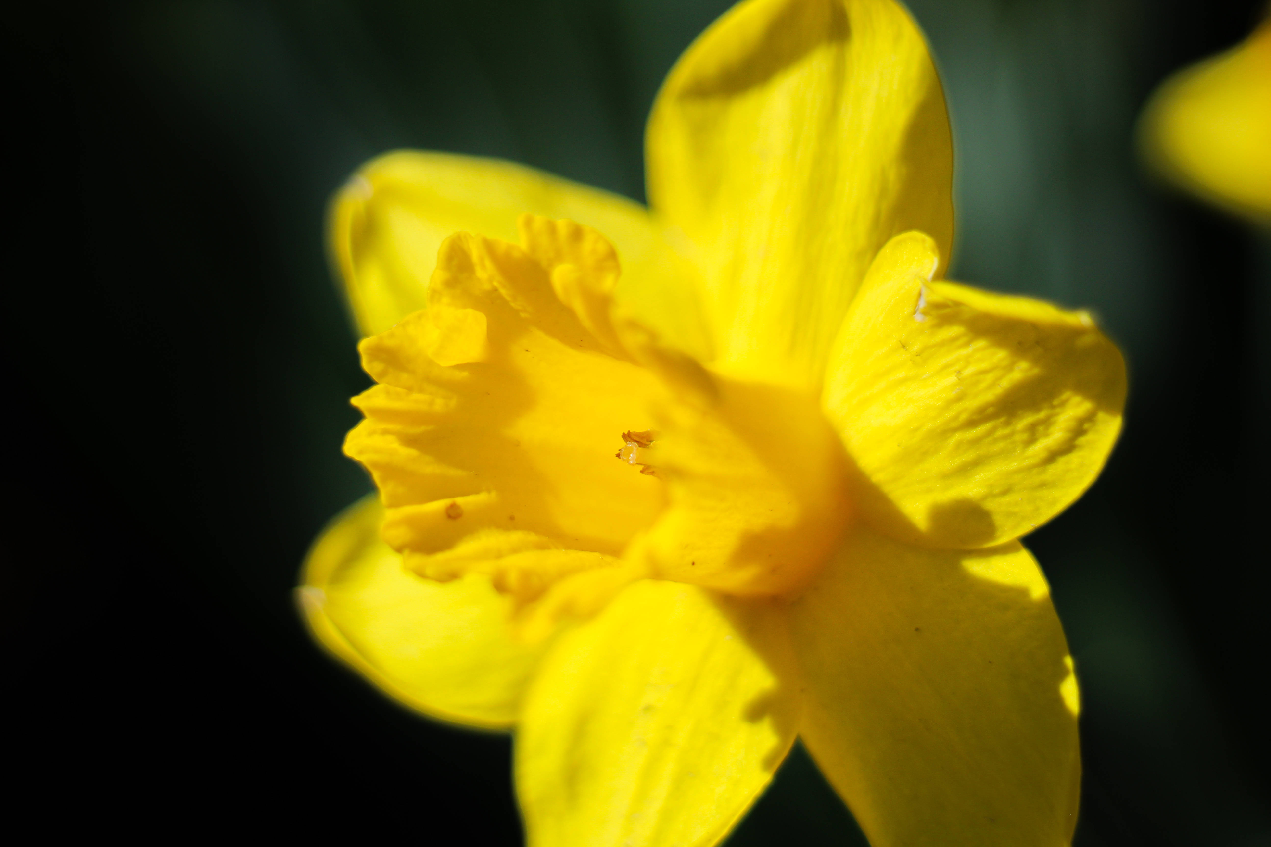 yellow daffodil, vibrant yellow, delicate petals, 5K Desktop Wallpaper