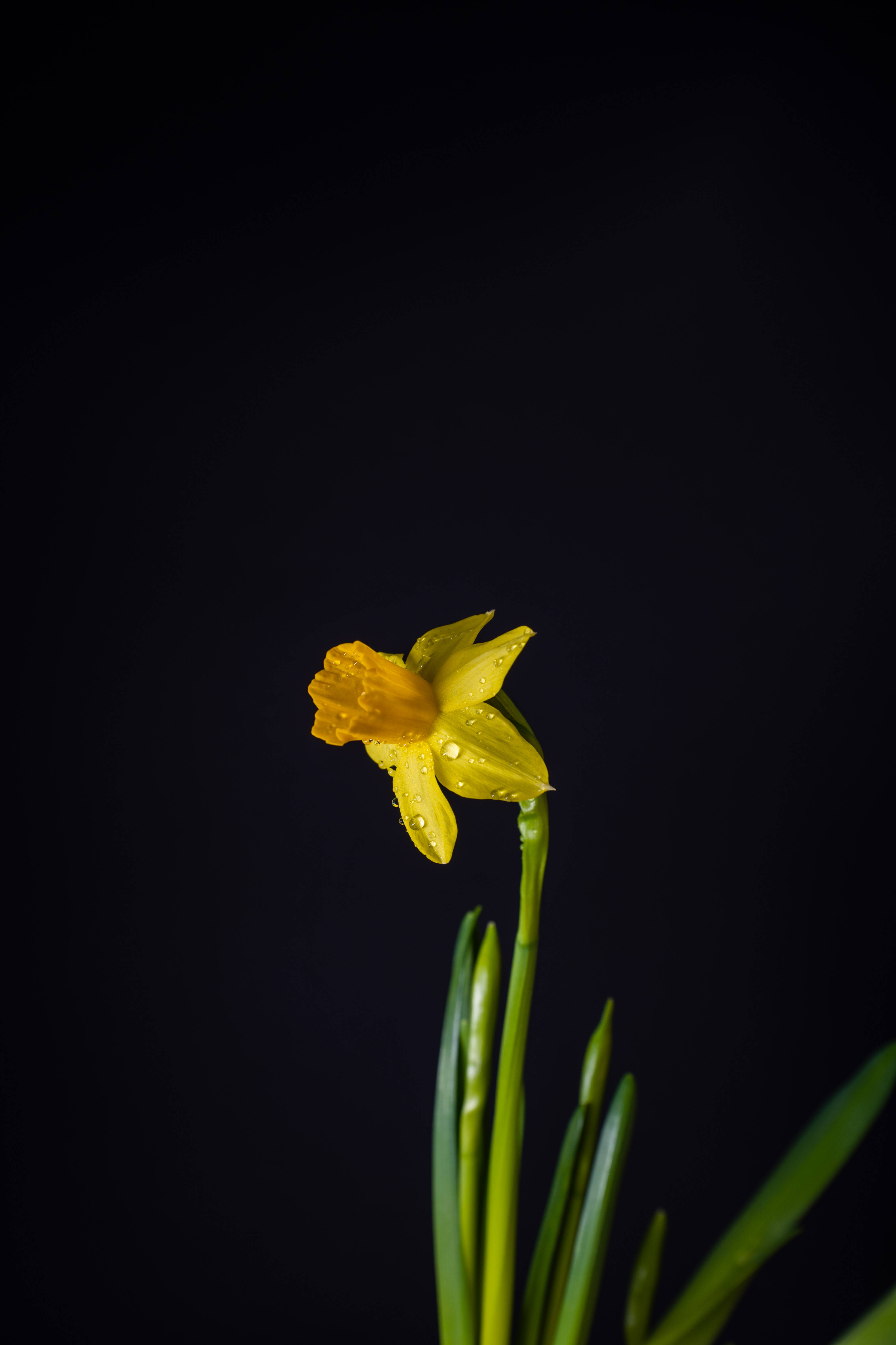 yellow daffodil, dew drops, stark black background, 5K Phone Wallpaper