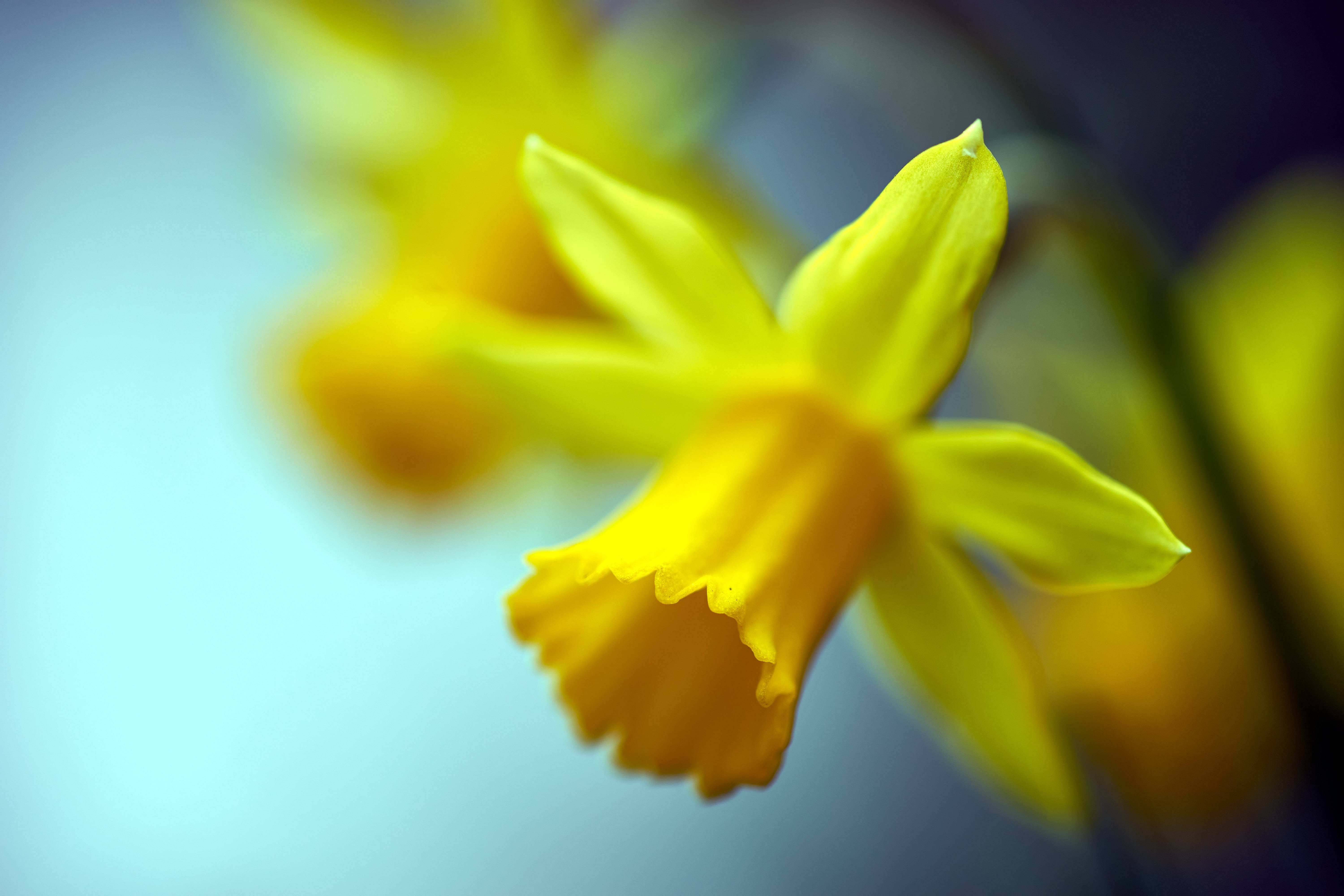 spring daffodils, tilt shift, vibrant yellow daffodil, 5K Desktop Wallpaper