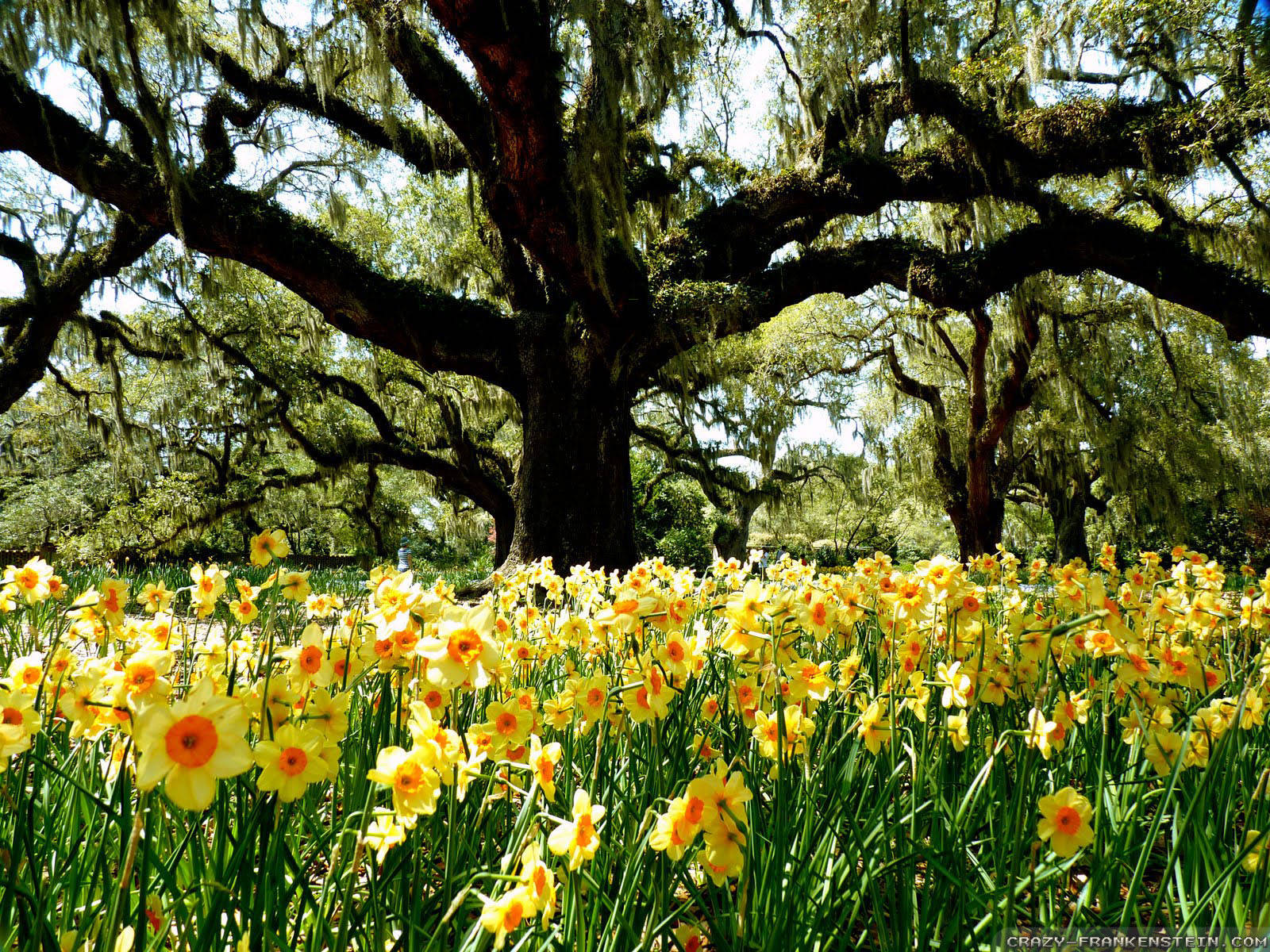 moss-draped live oak tree, vibrant field of blooming yellow daffodils, bright sunlight, HD Desktop Wallpaper