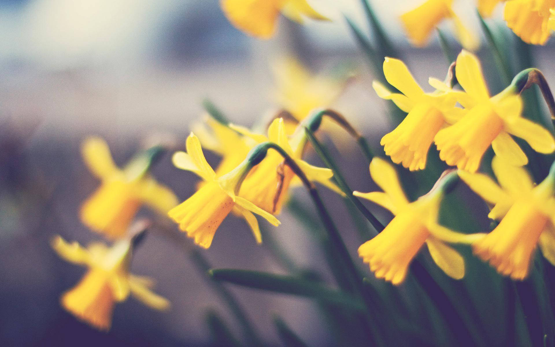 daffodils, yellow, soft focus, Full HD Desktop Wallpaper