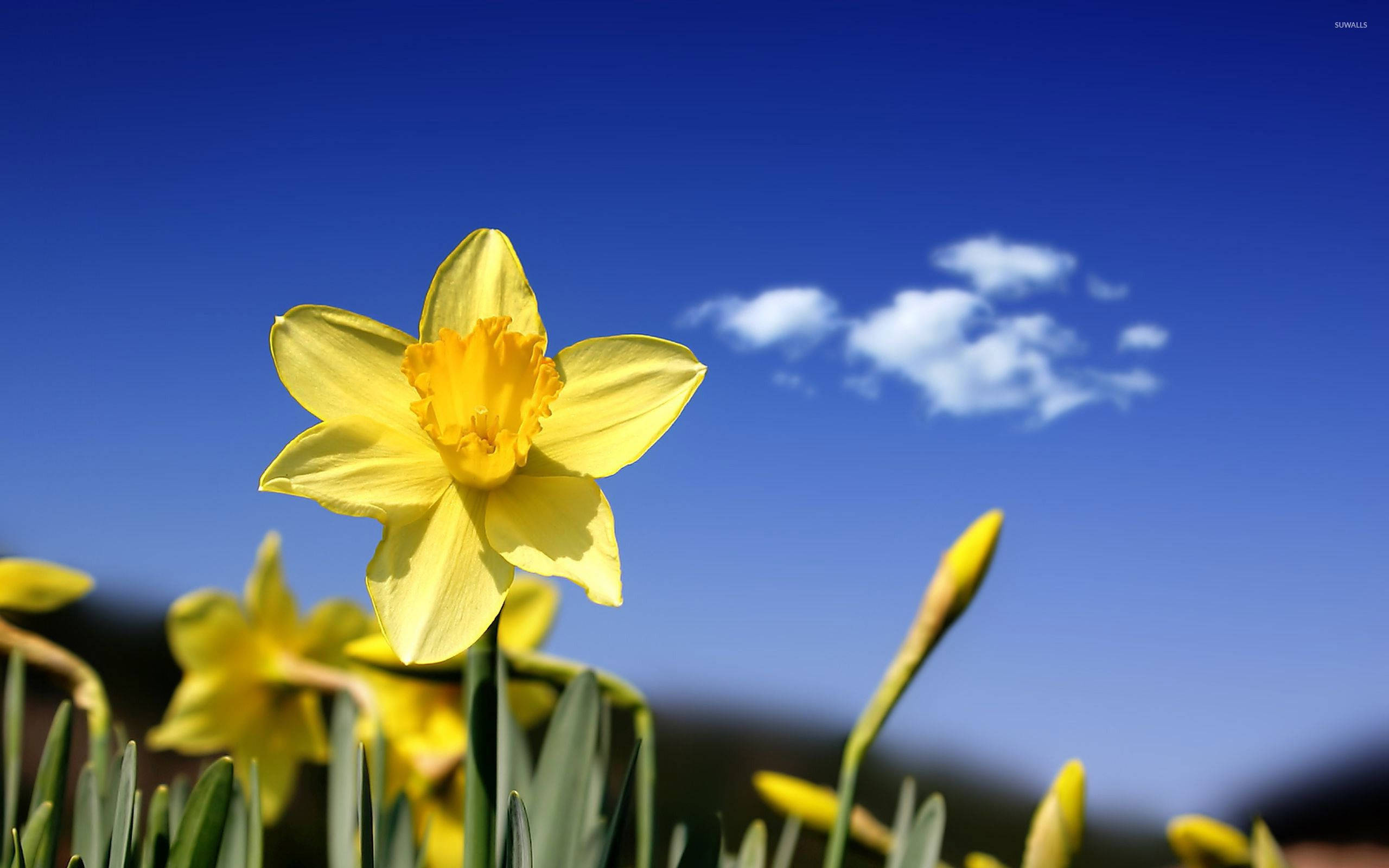 daffodil, blue sky, soft white clouds, 2K Desktop Wallpaper