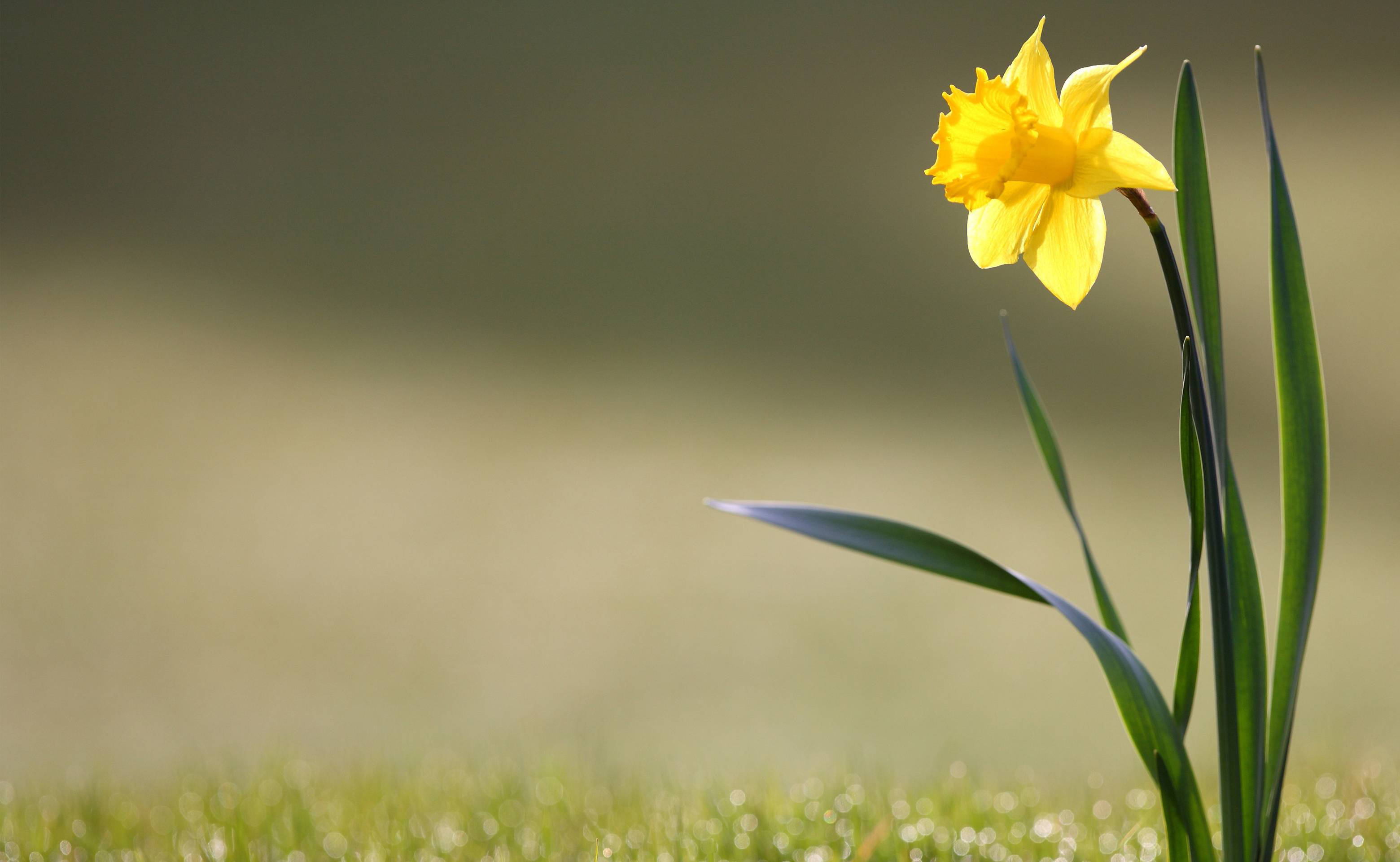 daffodil, grass ground, soft green meadow, 2K Desktop Wallpaper