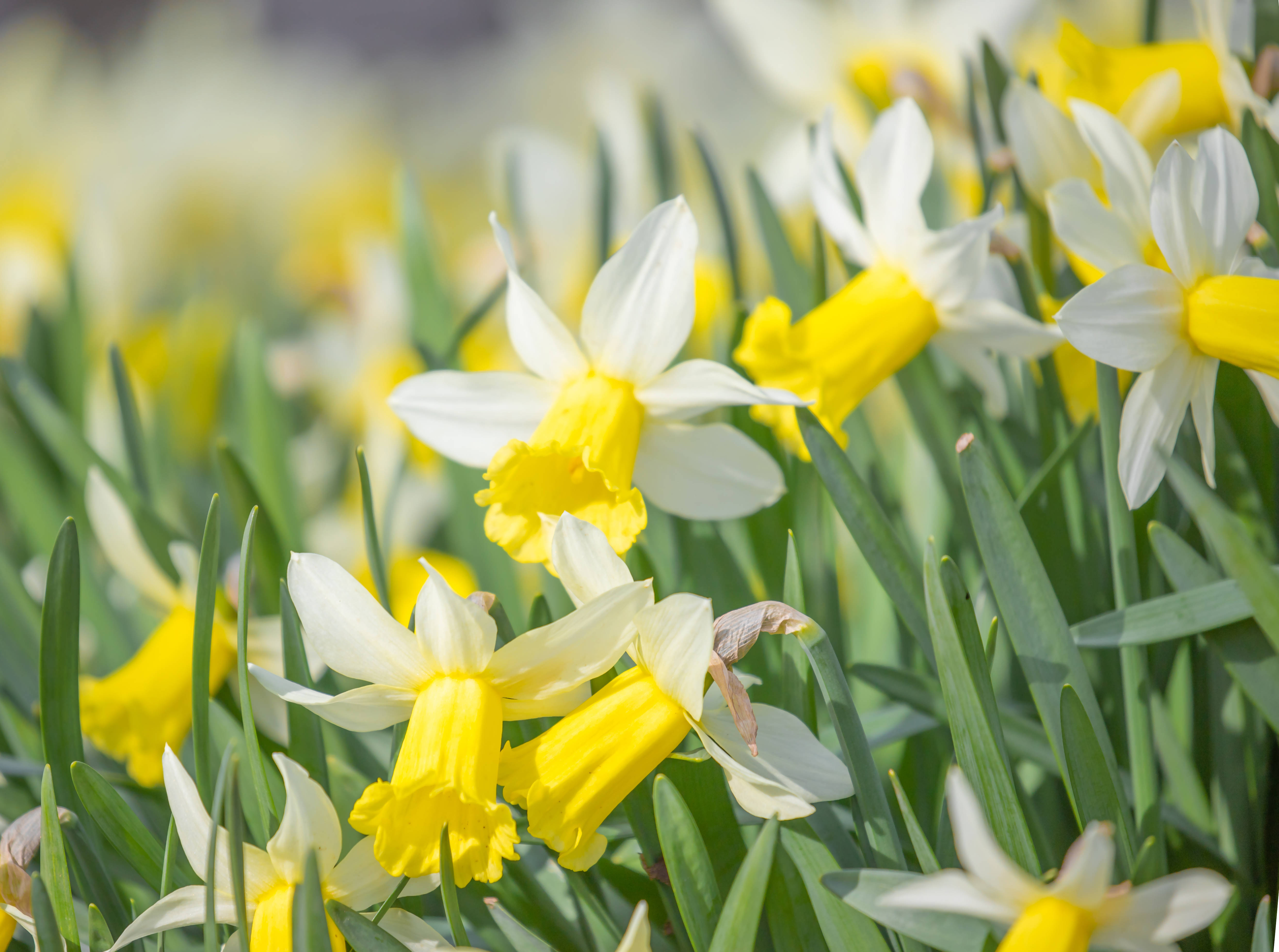 white yellow daffodils, daytime, sunlit field, 5K Desktop Wallpaper