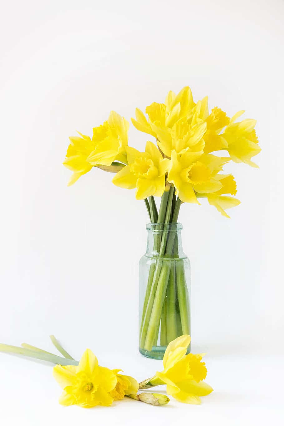 yellow daffodils, clear glass vase, white surface, HD Phone Wallpaper