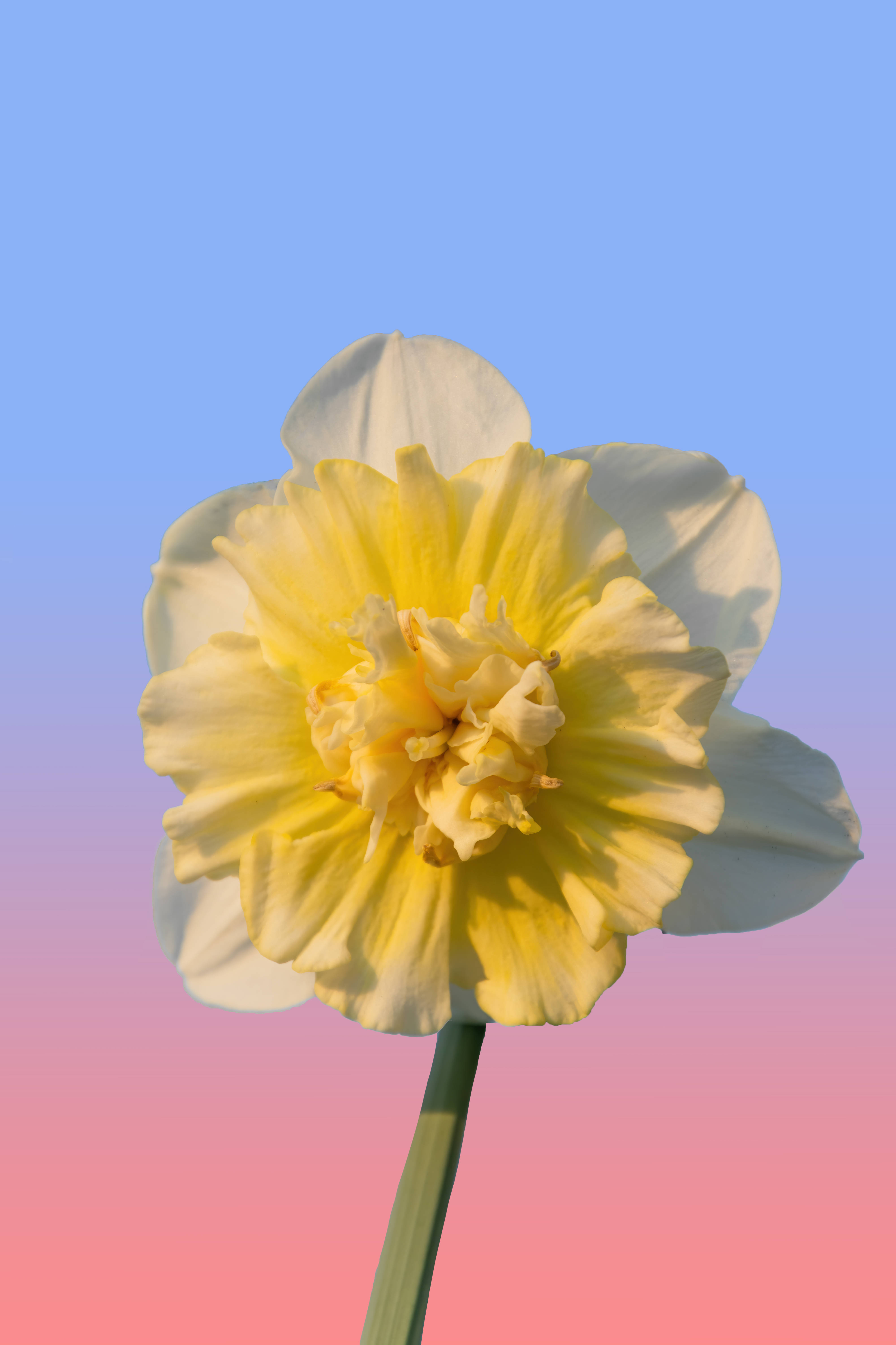 daffodil, purplish red sky, vibrant yellow daffodil, 5K Phone Wallpaper