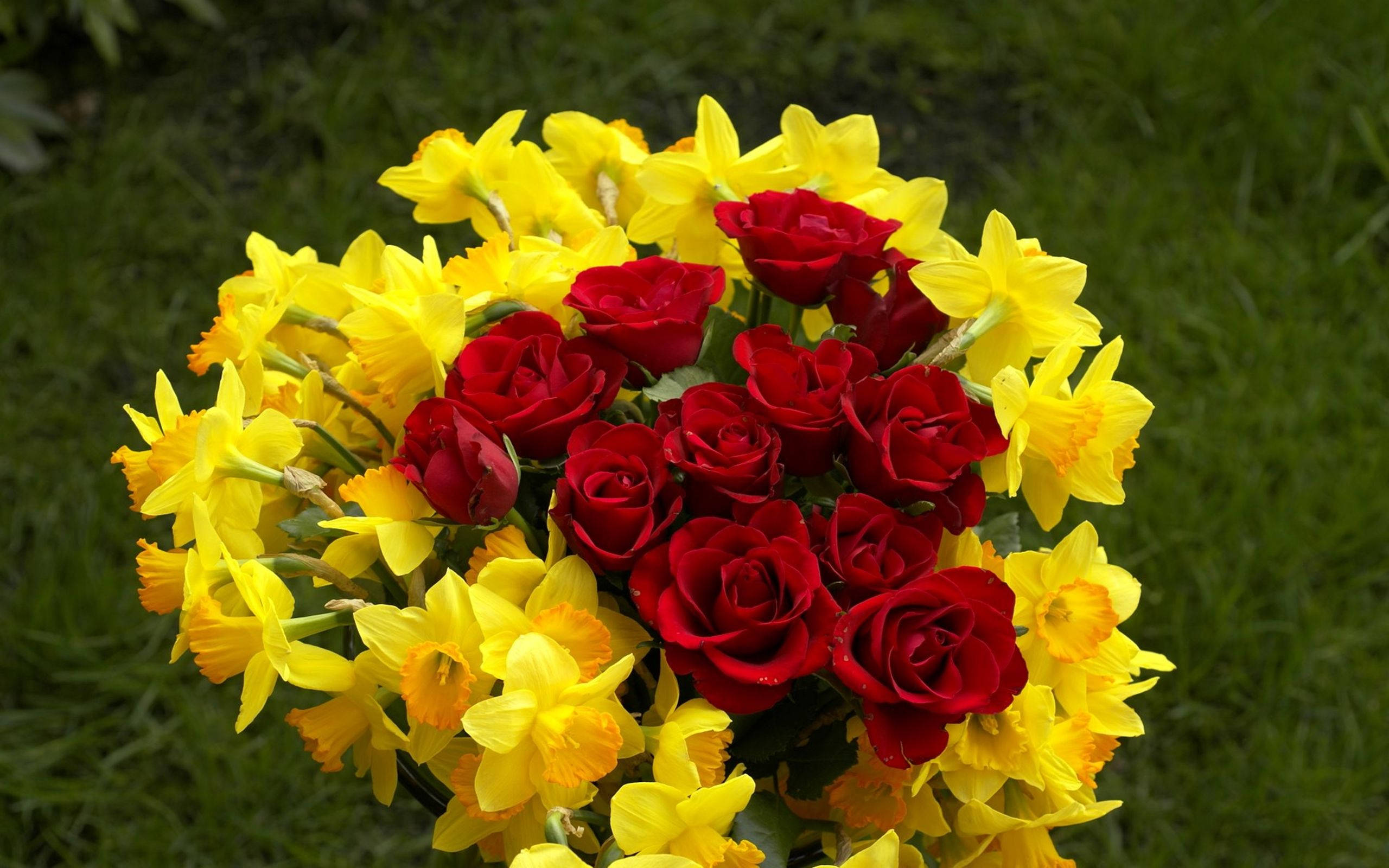 daffodils, roses, red roses, 2K Desktop Wallpaper