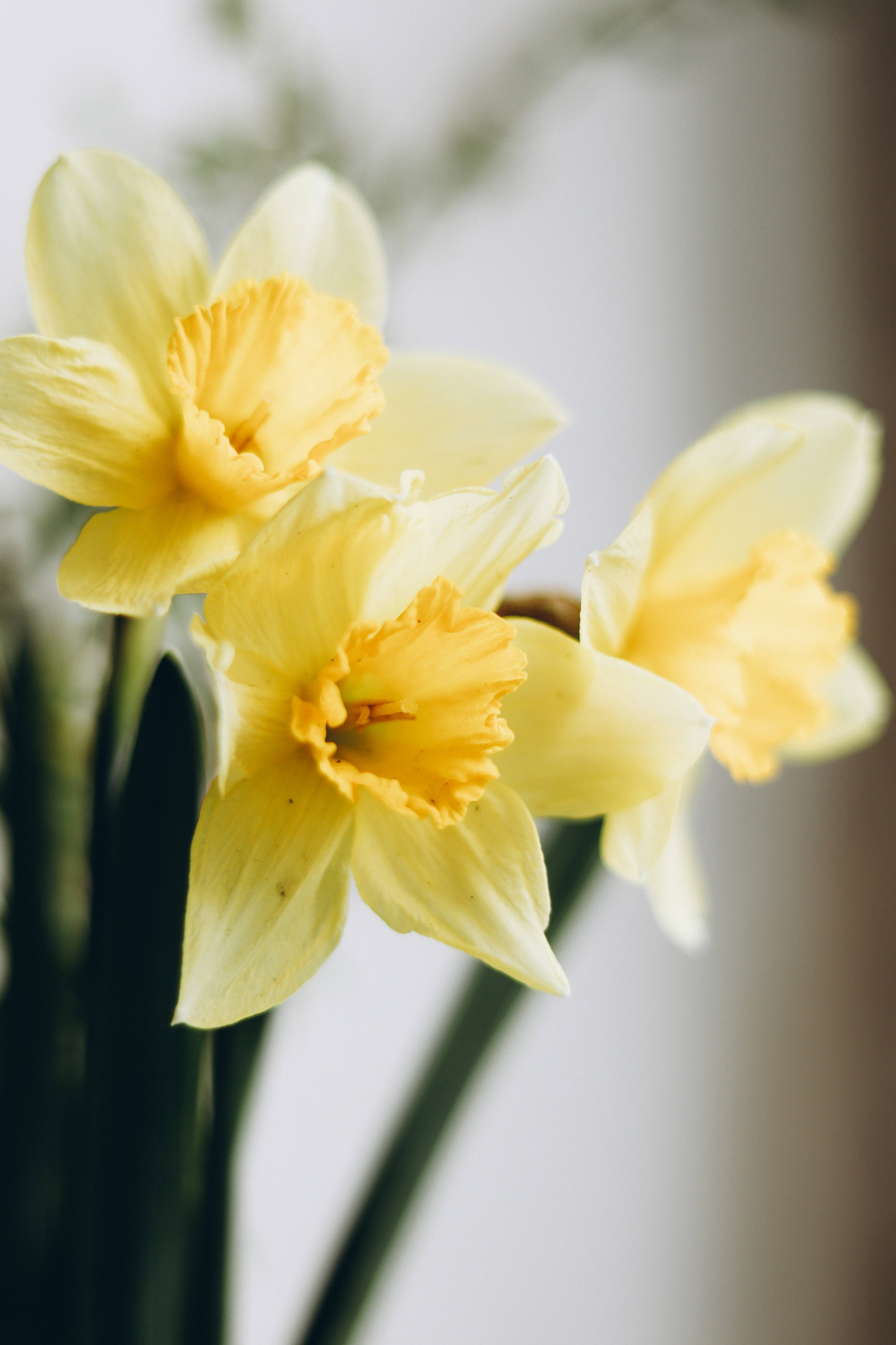 daffodil, soft yellow, delicate petals, 5K Phone Wallpaper