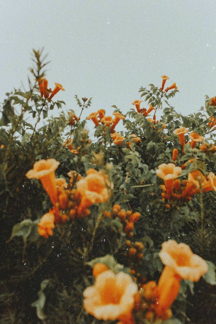 yellow vintage flower aesthetic, daffodils, vibrant orange trumpet flowers, SD Phone Wallpaper