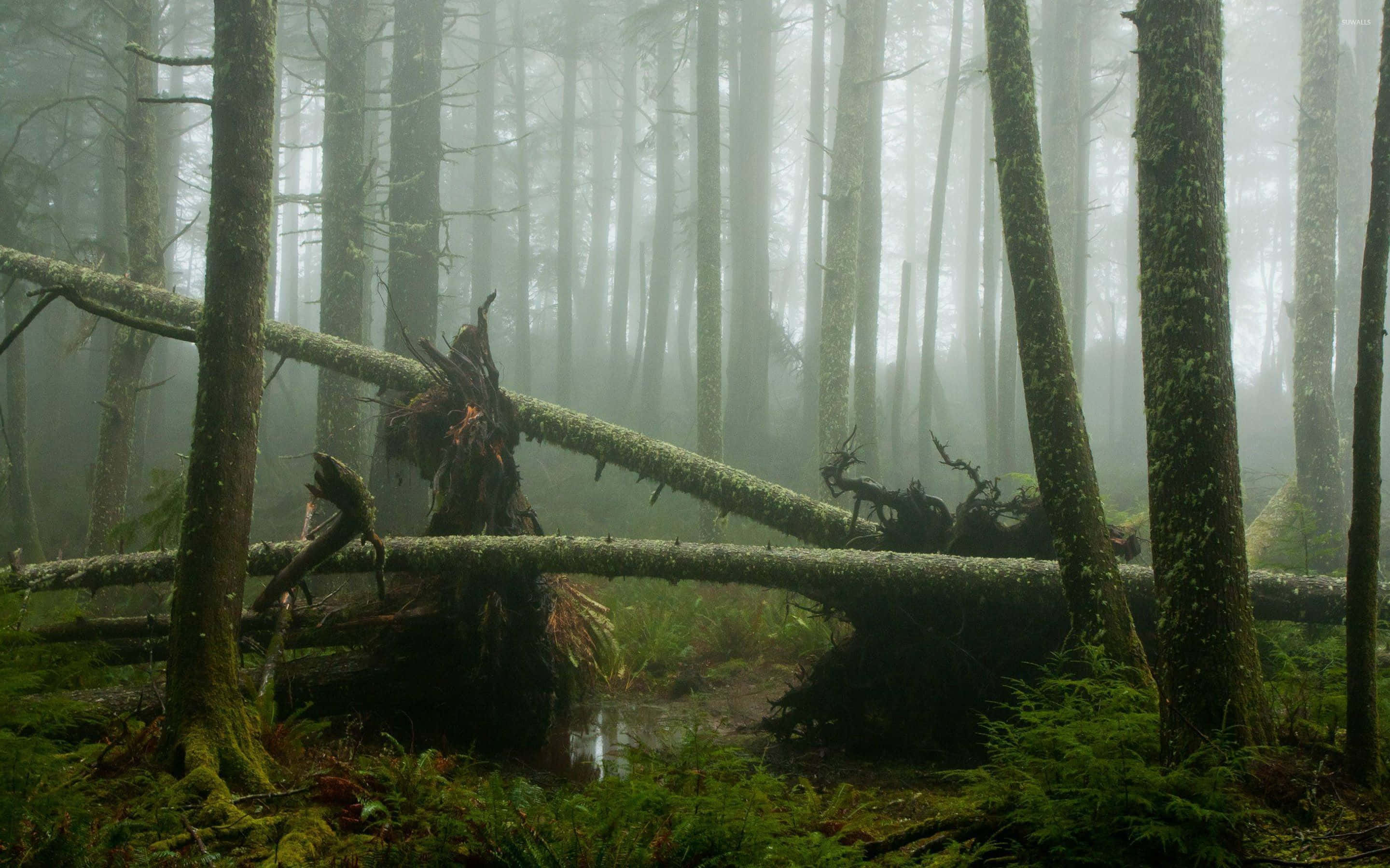 Dagobah, misty forest, mossy fallen logs, 2K Desktop Wallpaper
