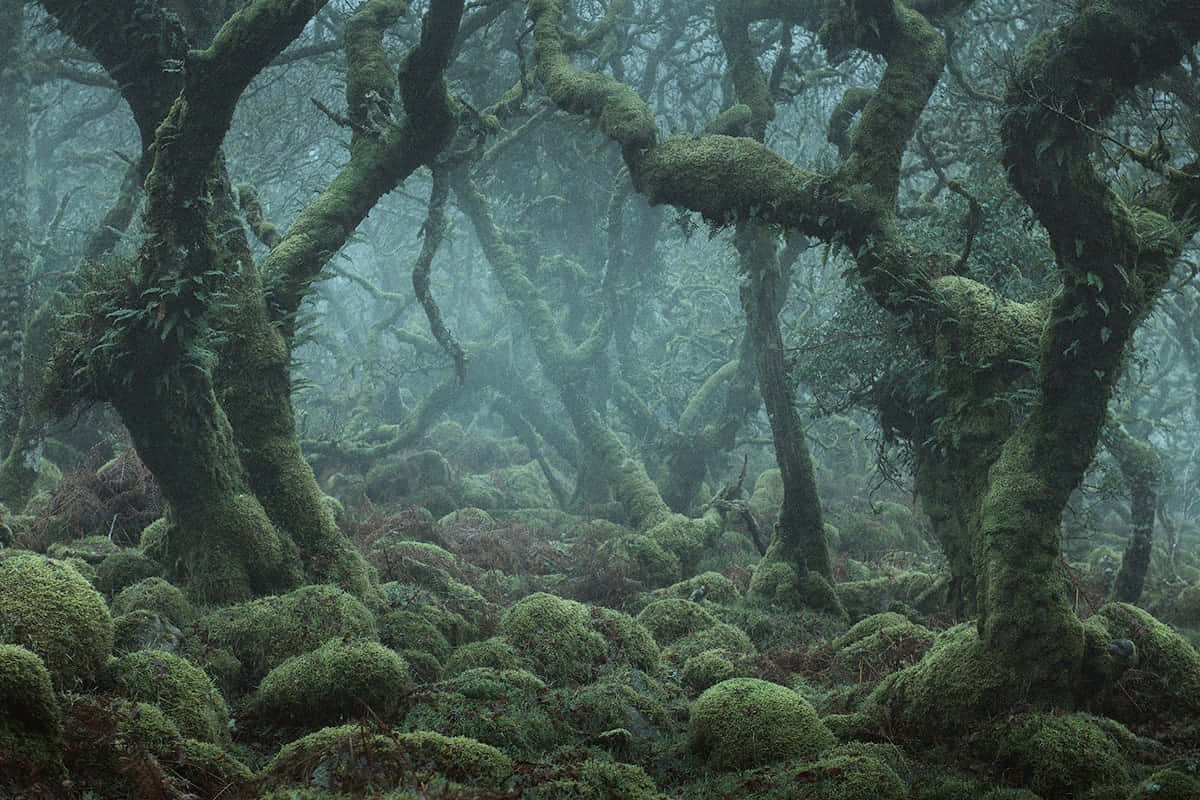 Dagobah, misty forest, ancient moss-covered trees, SD Desktop Wallpaper