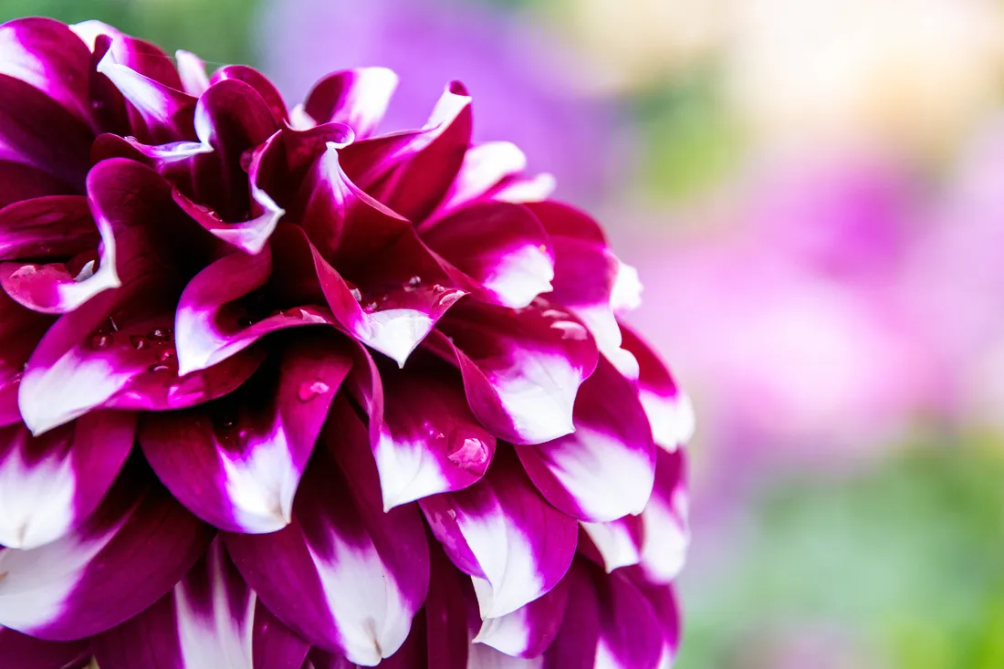 Dahlia Wallpapers