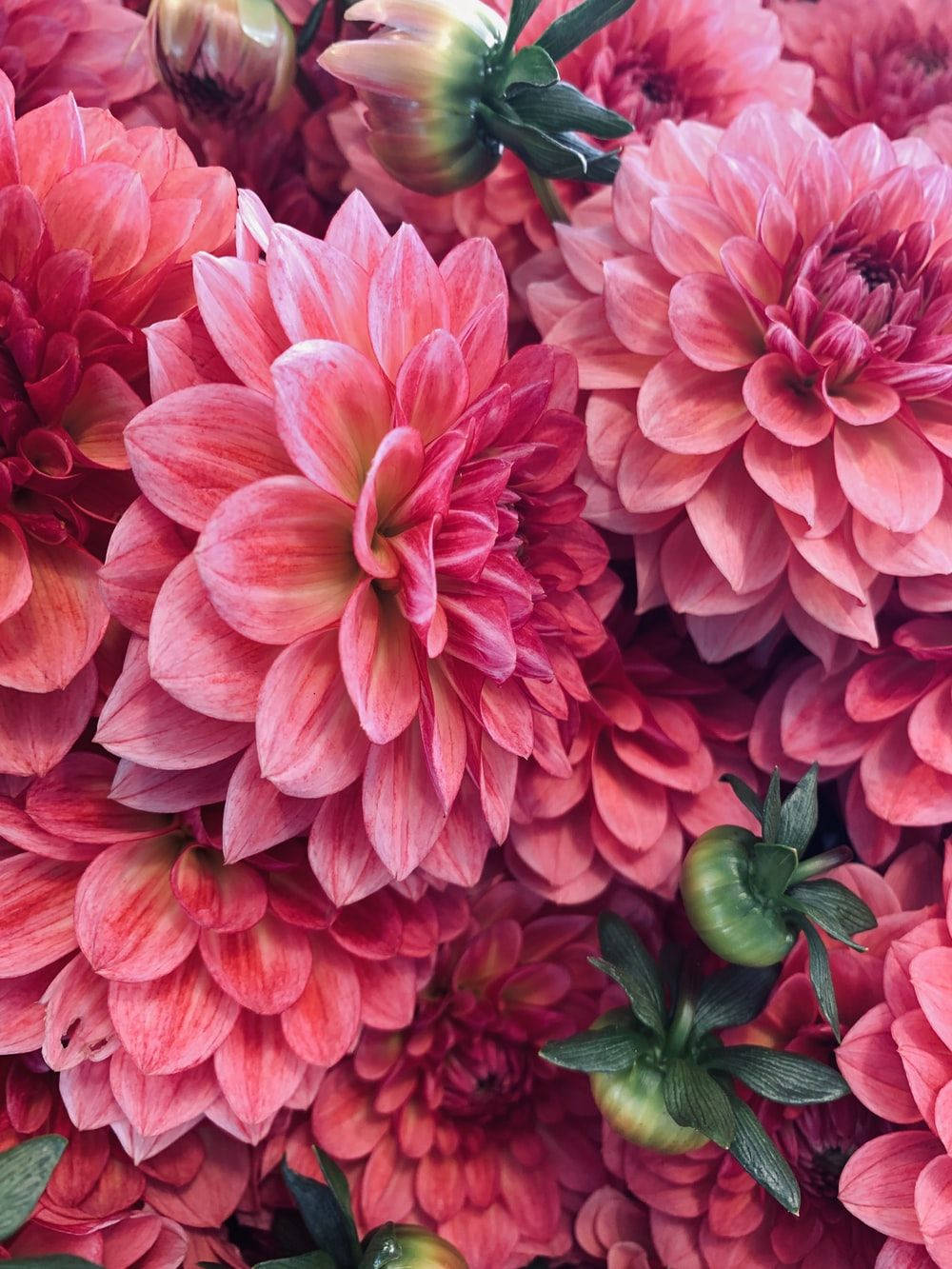 Waterlily Dahlia, vibrant pink dahlia, layered petals, HD Phone Wallpaper