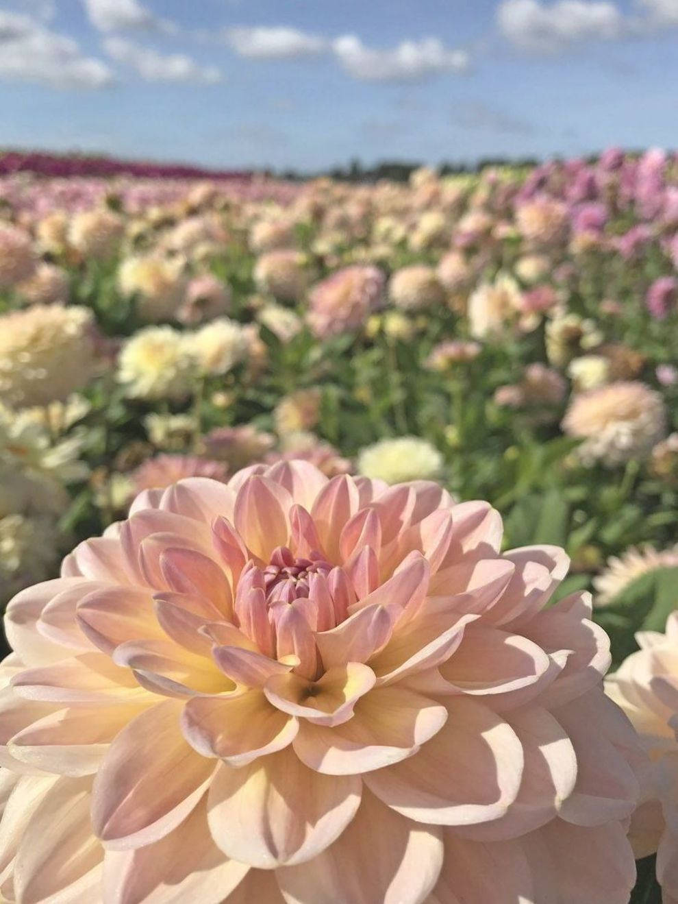 dahlia flower field, soft peach dahlia, pastel dahlias, HD Phone Wallpaper
