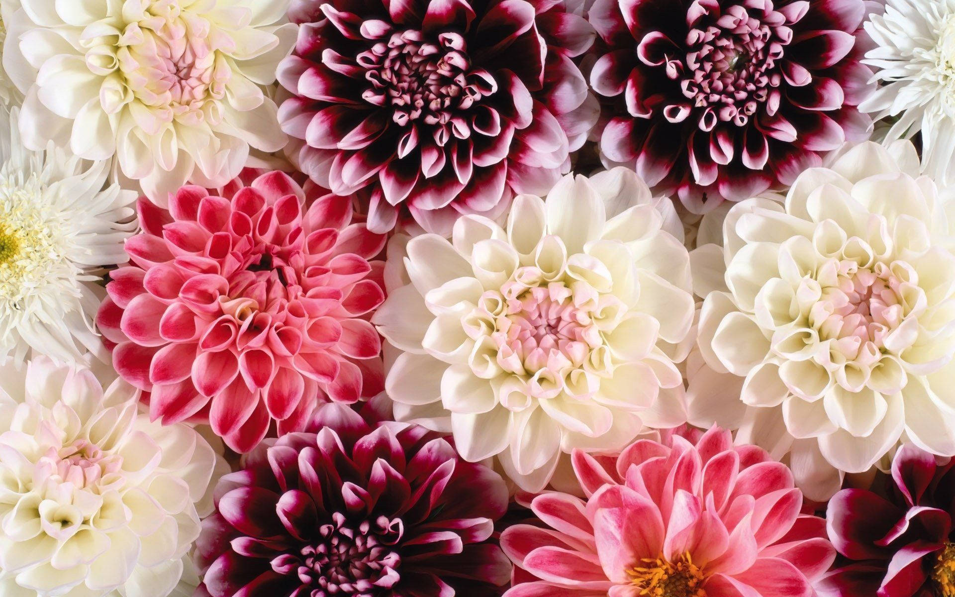 Dahlia, pink, white, Full HD Desktop Wallpaper
