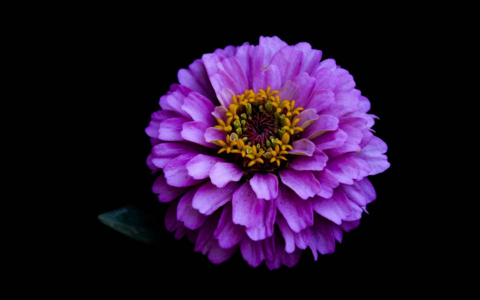 lilac dahlia, vibrant purple zinnia, yellow center, SD Desktop Wallpaper