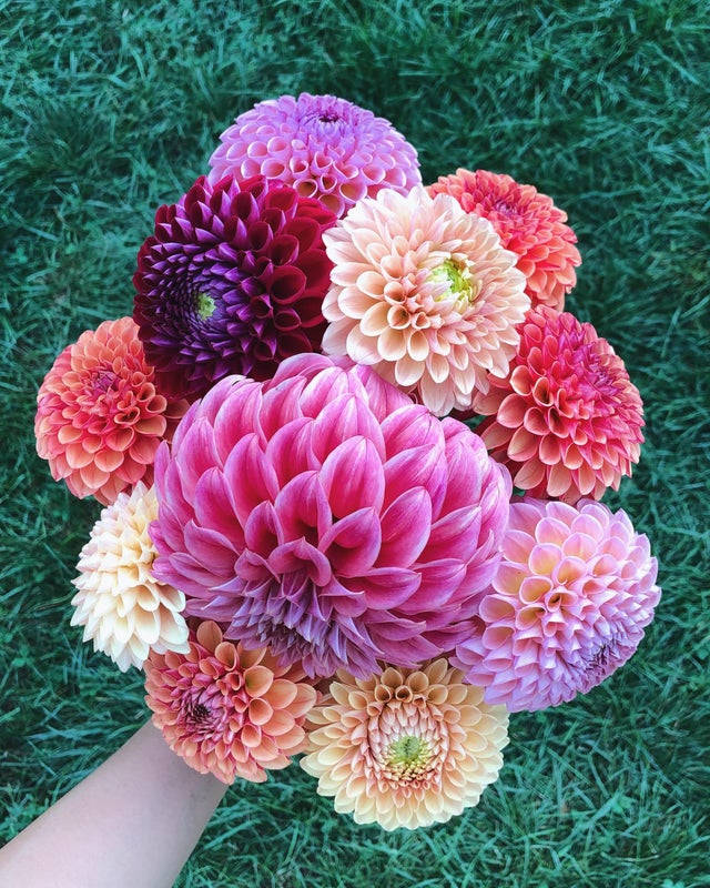 multi colored dahlia flowers, pink, peach, SD Phone Wallpaper