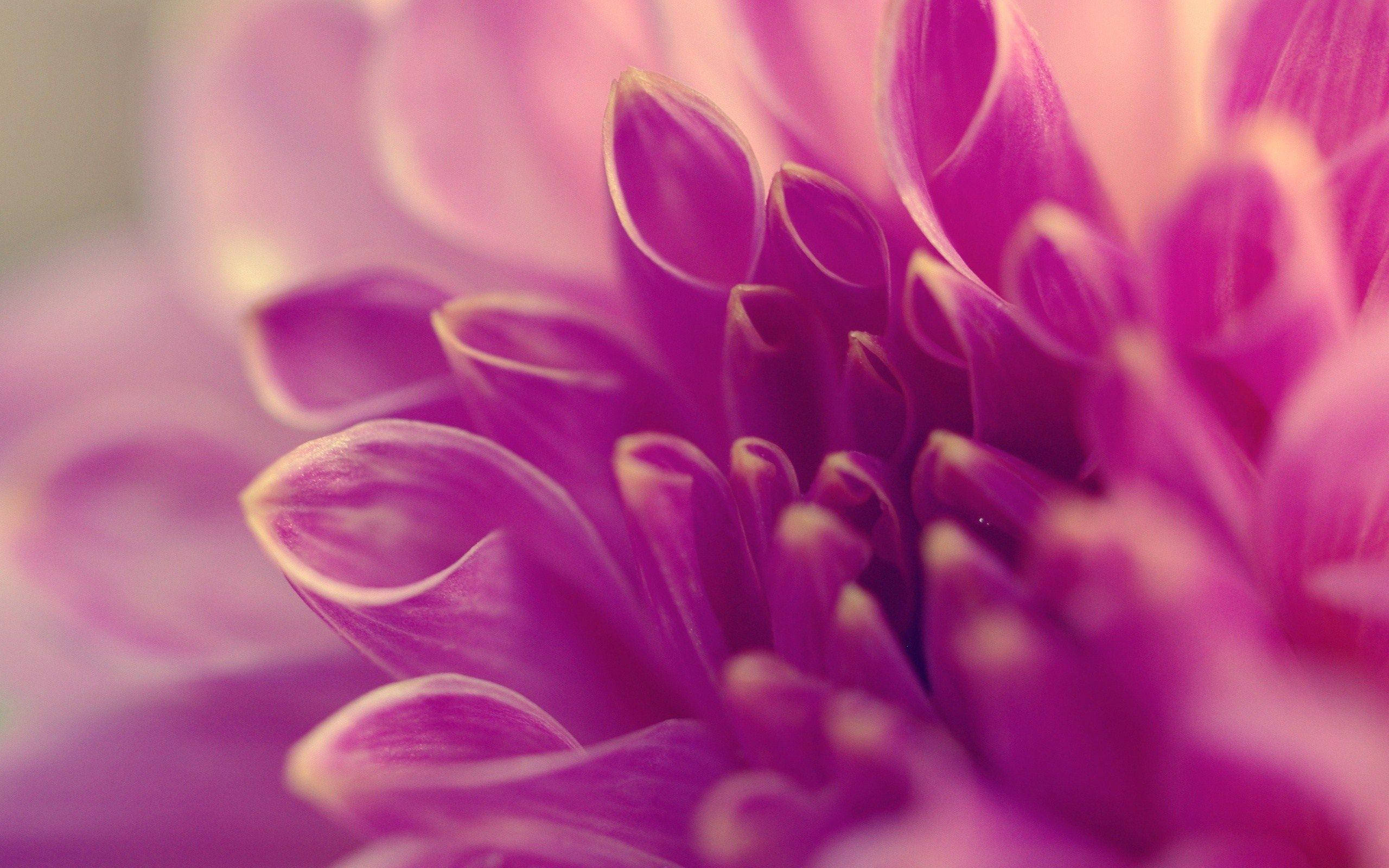 purple dahlia, vibrant purple, softly blurred petals, 2K Desktop Wallpaper