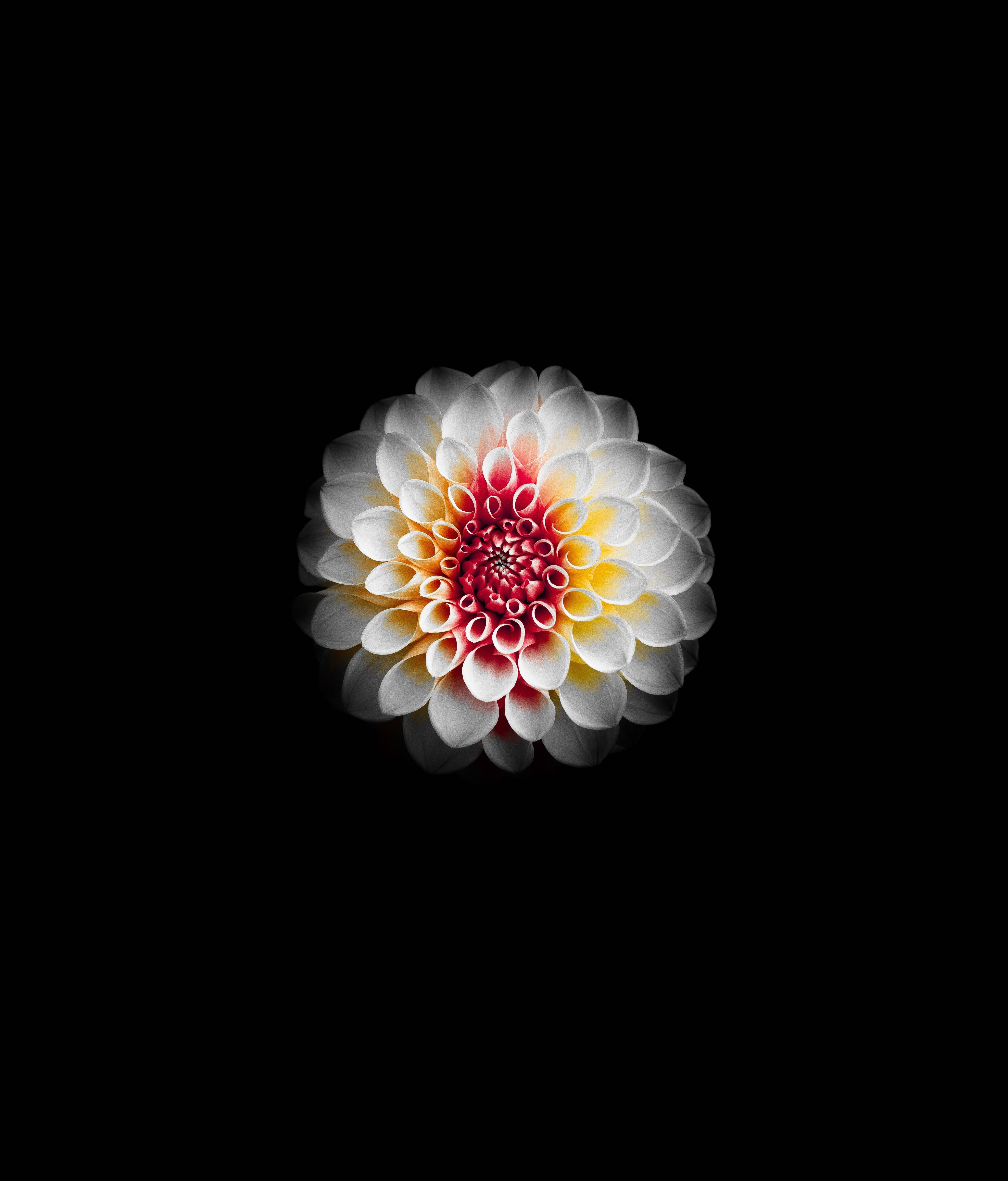 white dahlia, white petals, fiery red yellow center, 5K Phone Wallpaper