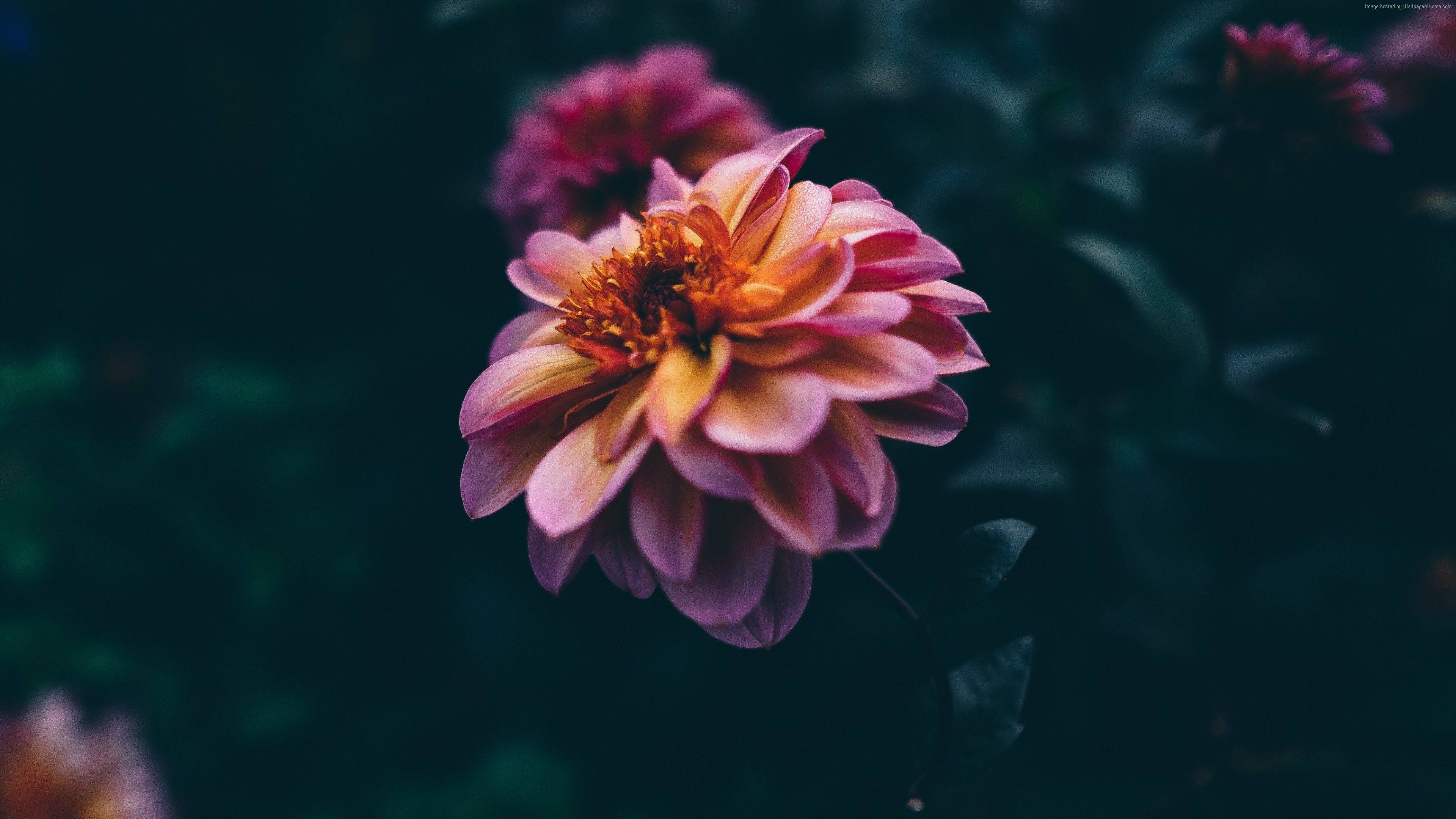 pink dahlia, yellow dahlia, orange center, 4K Desktop Wallpaper