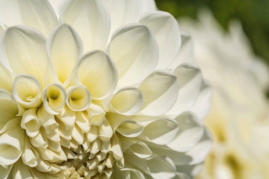 Dahlia, pristine white dahlia, delicate yellow-tinted petals, SD Desktop Wallpaper