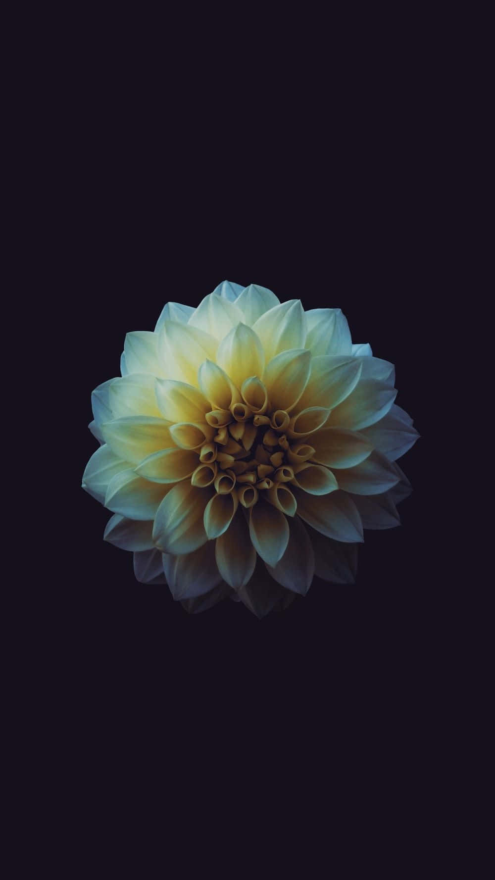 dahlia, black background, pale yellow petals, HD Phone Wallpaper