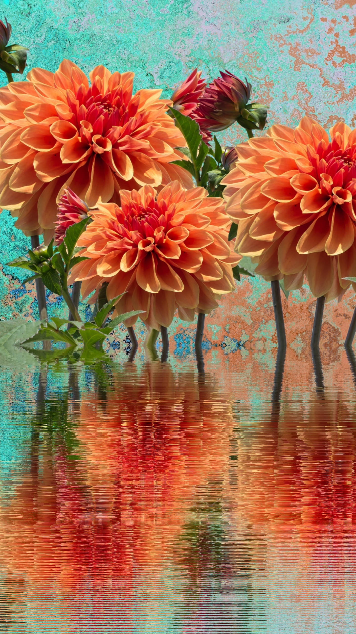 orange dahlia, vibrant orange, textured teal background, 2K Phone Wallpaper