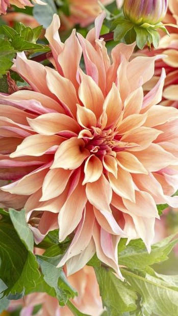 Dahlia, peach, layered petals, SD Phone Wallpaper