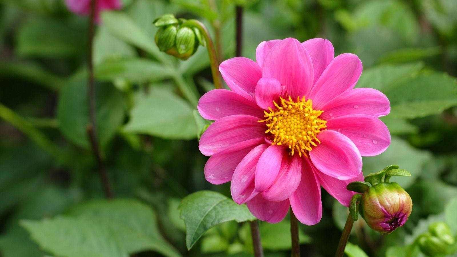 Dahlia, pink, golden center, HD Desktop Wallpaper