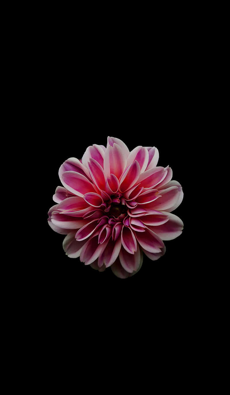 Dahlia, pink and white dahlia flower, black background, HD Phone Wallpaper