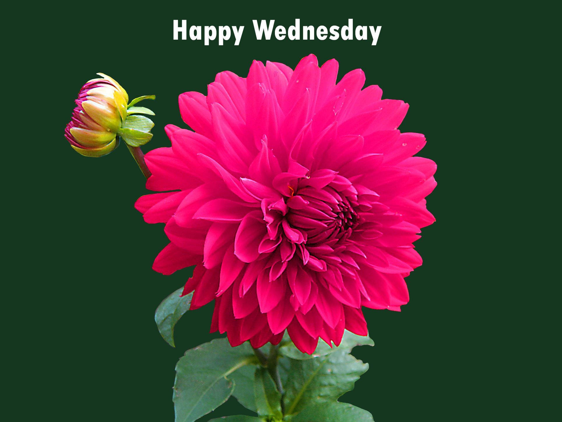 Pink Dahlia, Happy Wednesday, green bud, Full HD Desktop Wallpaper