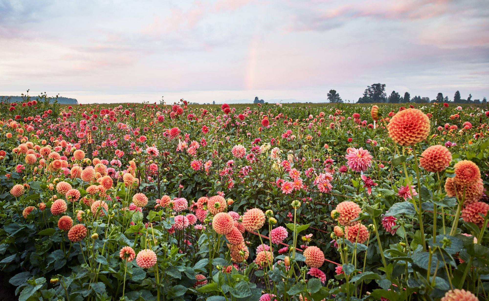 vibrant pink dahlias, vibrant orange dahlias, pastel sky, Full HD Desktop Wallpaper