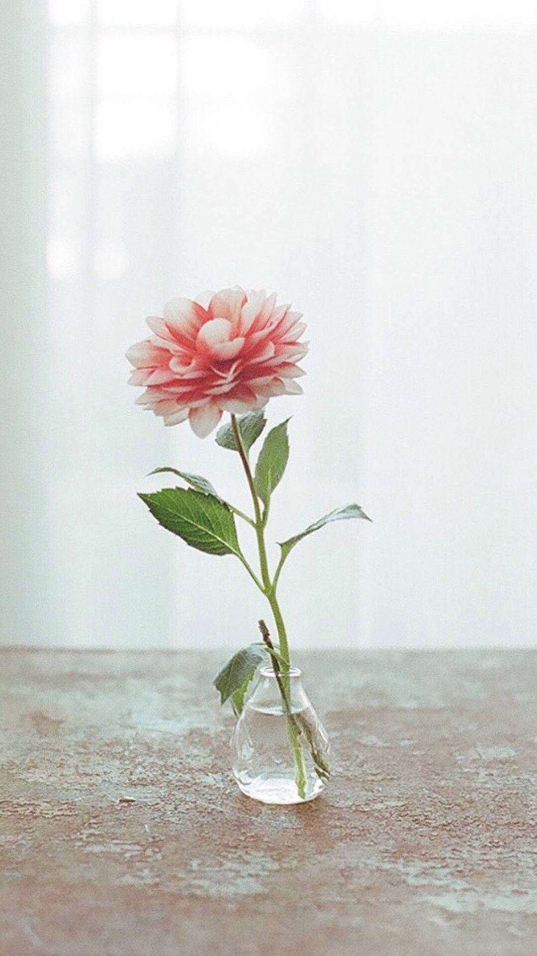 pink dahlia, glass vase, weathered wooden surface, Full HD Phone Wallpaper
