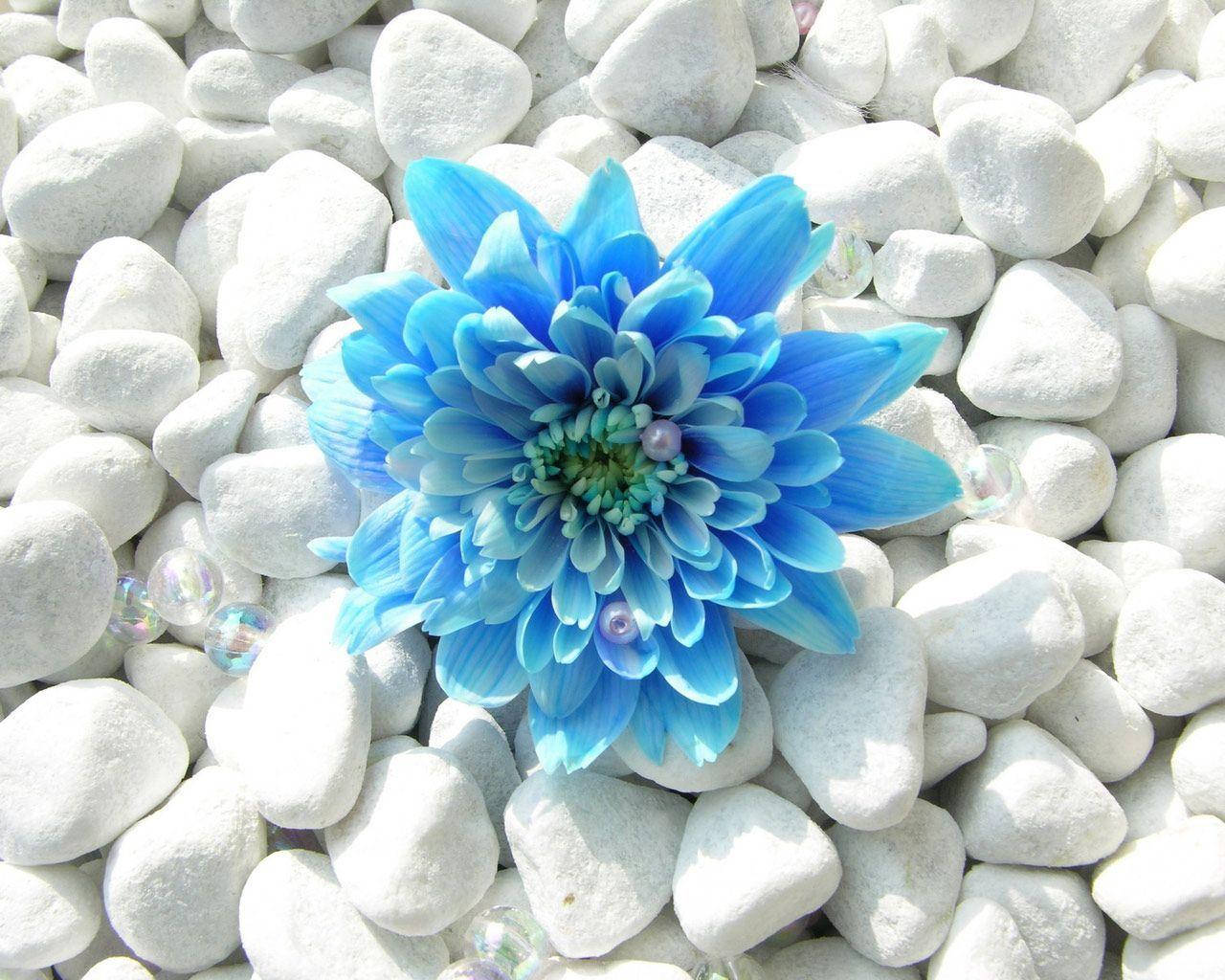 Dahlia, blue flower, white stones, HD Desktop Wallpaper