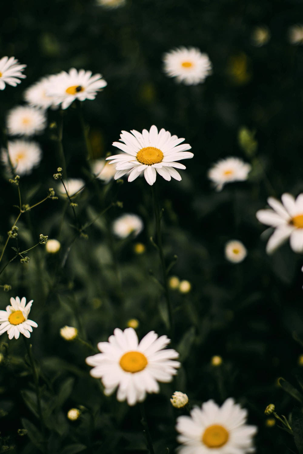 Daisy, white daisies, yellow centers, HD Phone Wallpaper