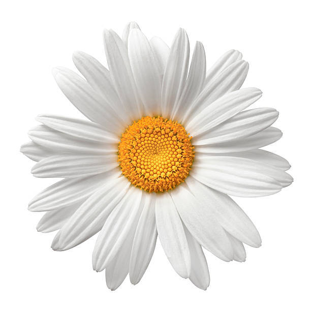 Daisy Flower, white, vibrant yellow center, SD Desktop Wallpaper