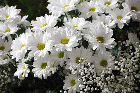 daisy flowers, inflorescence, white daisies, SD Desktop Wallpaper