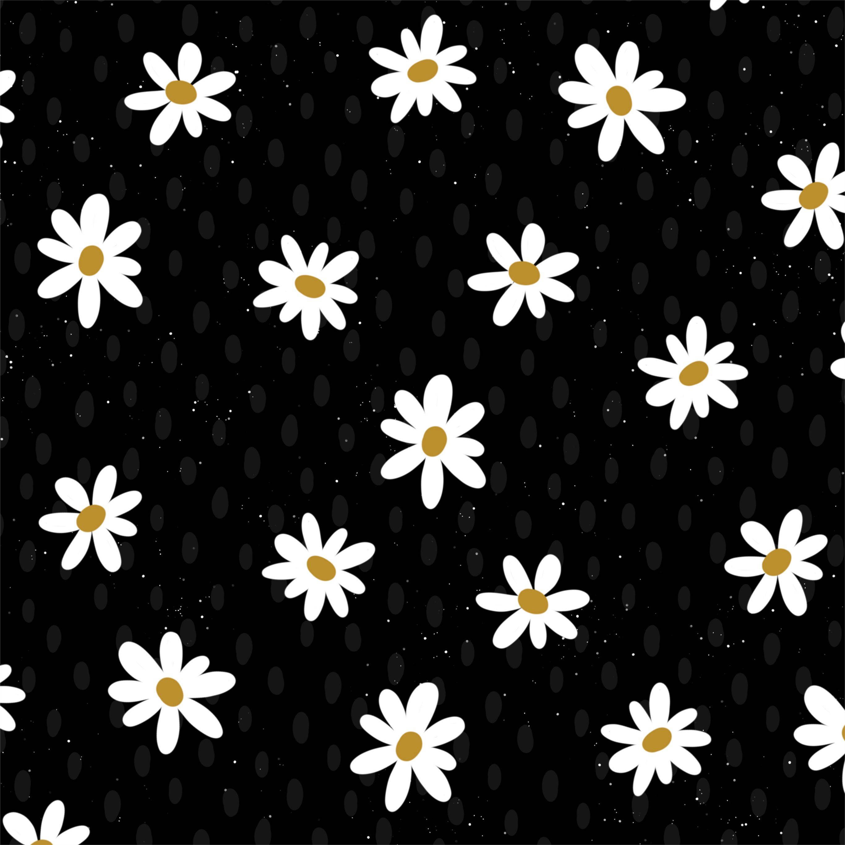Daisy, 4K, white daisies, 2K Desktop Wallpaper
